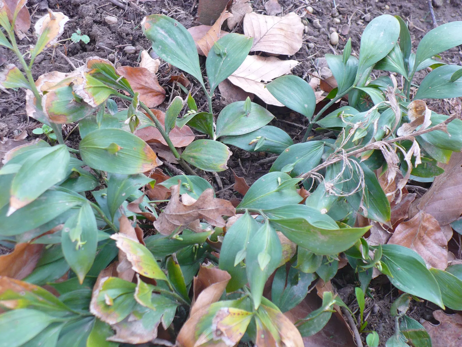 Spineless Butcher's Broom (Ruscus Hypoglossum) — flattened stems resembling leaves; providing a pop of color in the fall and winter months.<br><br>Adaptable to