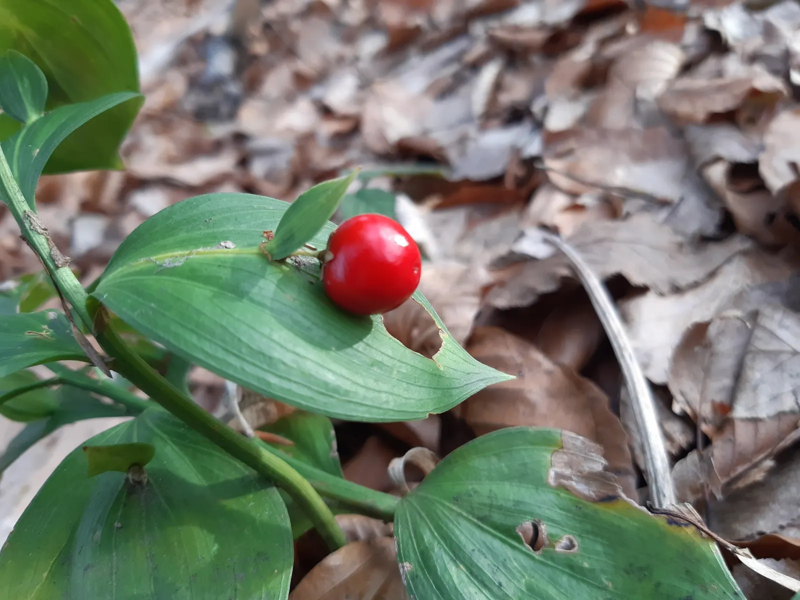 Spineless Butcher's Broom (Ruscus Hypoglossum) — is an evergreen shrub reaching 2 to 3 feet in height and spread; and small white flowers that later develop