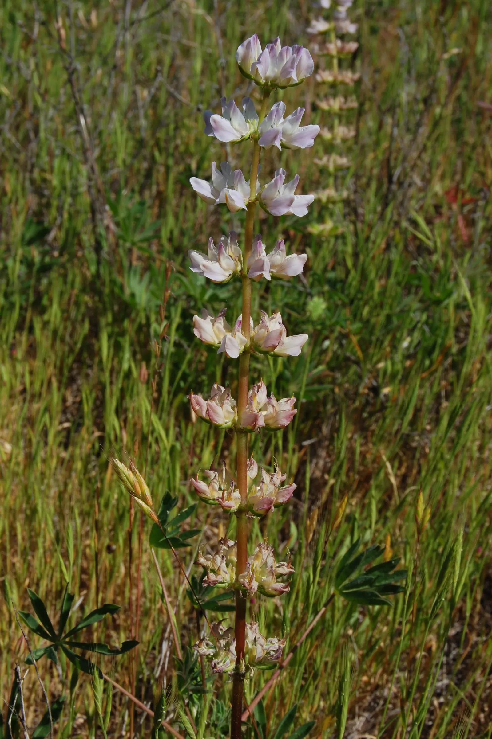 Arroyo Lupine (Lupinus Succulentus) — is a captivating annual herbaceous plant native to the western United States