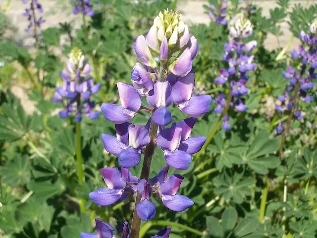 Arroyo Lupine (Lupinus Succulentus) — scientifically known as Lupinus succulentus