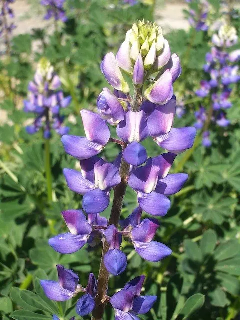 Arroyo Lupine (Lupinus Succulentus) — It's also valued for attracting pollinators like bees and butterflies