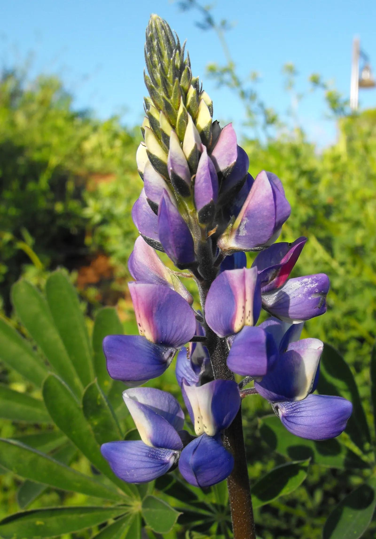 Arroyo Lupine (Lupinus Succulentus) — make it a favorite for adding color to meadows and gardens