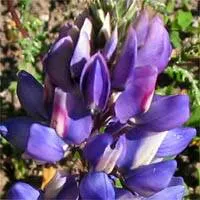 Arroyo Lupine (Lupinus Succulentus) — This lupine prefers full sun to partial shade and well-drained soils, blooming profusely in late spring
