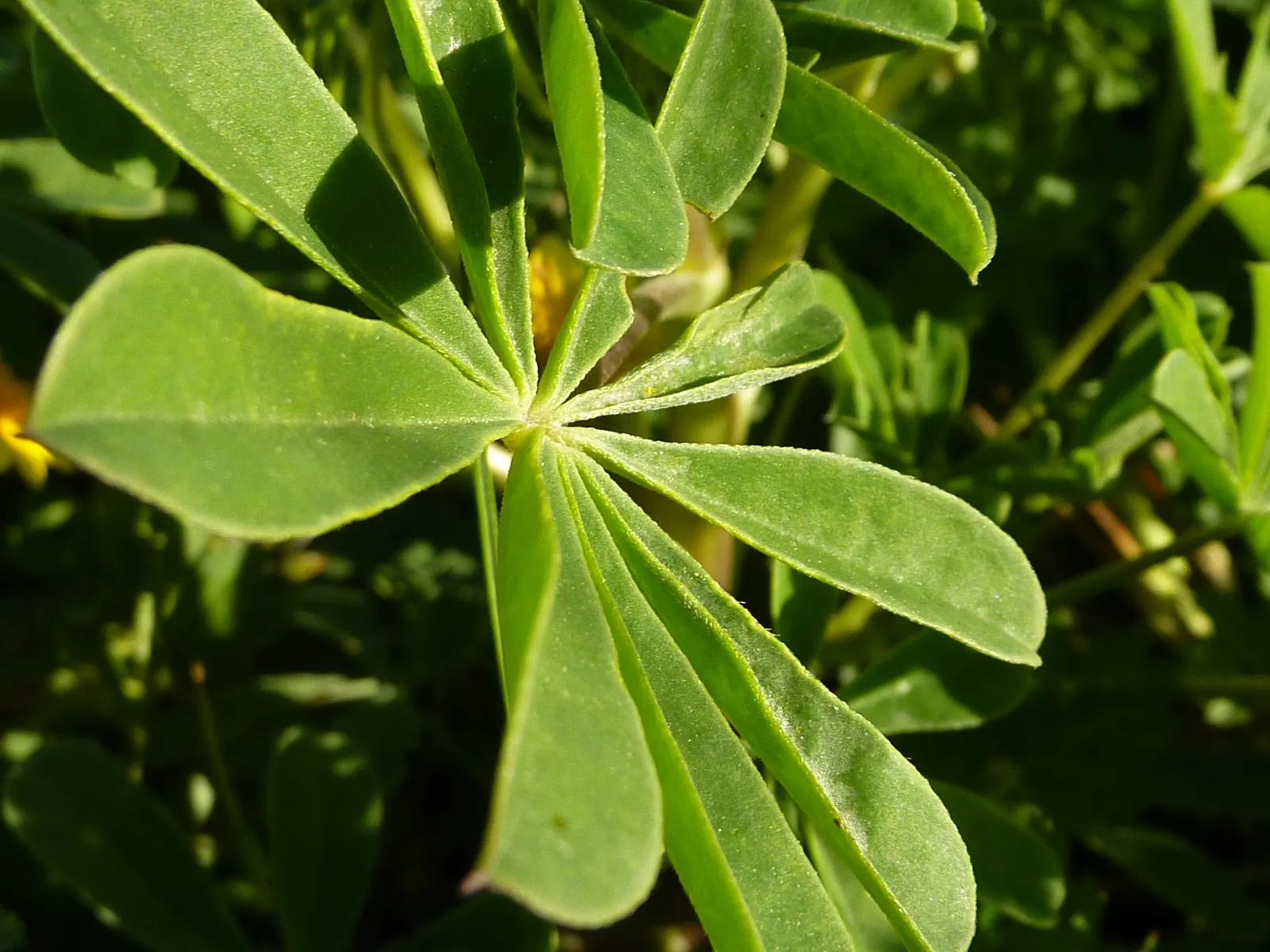 Arroyo Lupine (Lupinus Succulentus) — Arroyo Lupine (Lupinus succulentus) is a vibrant Californian annual that flourishes in U.S