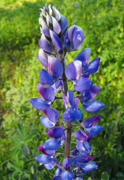Arroyo Lupine (Lupinus Succulentus) — which can reach up to 2 feet in height
