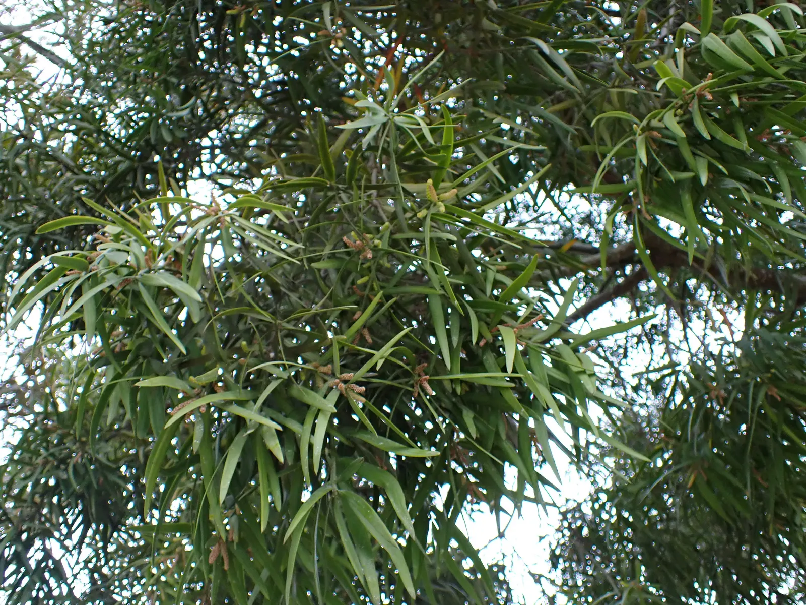 African Fern Pine (Afrocarpus Gracilior) — The soft, feathery foliage presents a lush green canopy extending 20-30 feet wide; imbuing your garden with life