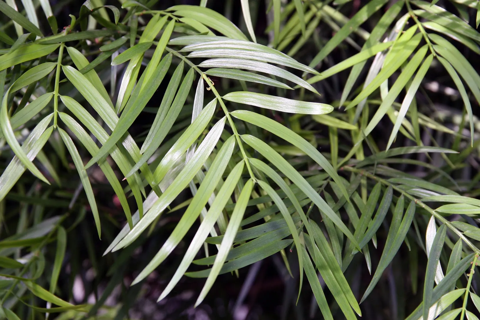 African Fern Pine (Afrocarpus Gracilior) — scientifically named Afrocarpus gracilior; imbuing your garden with life, image 69
