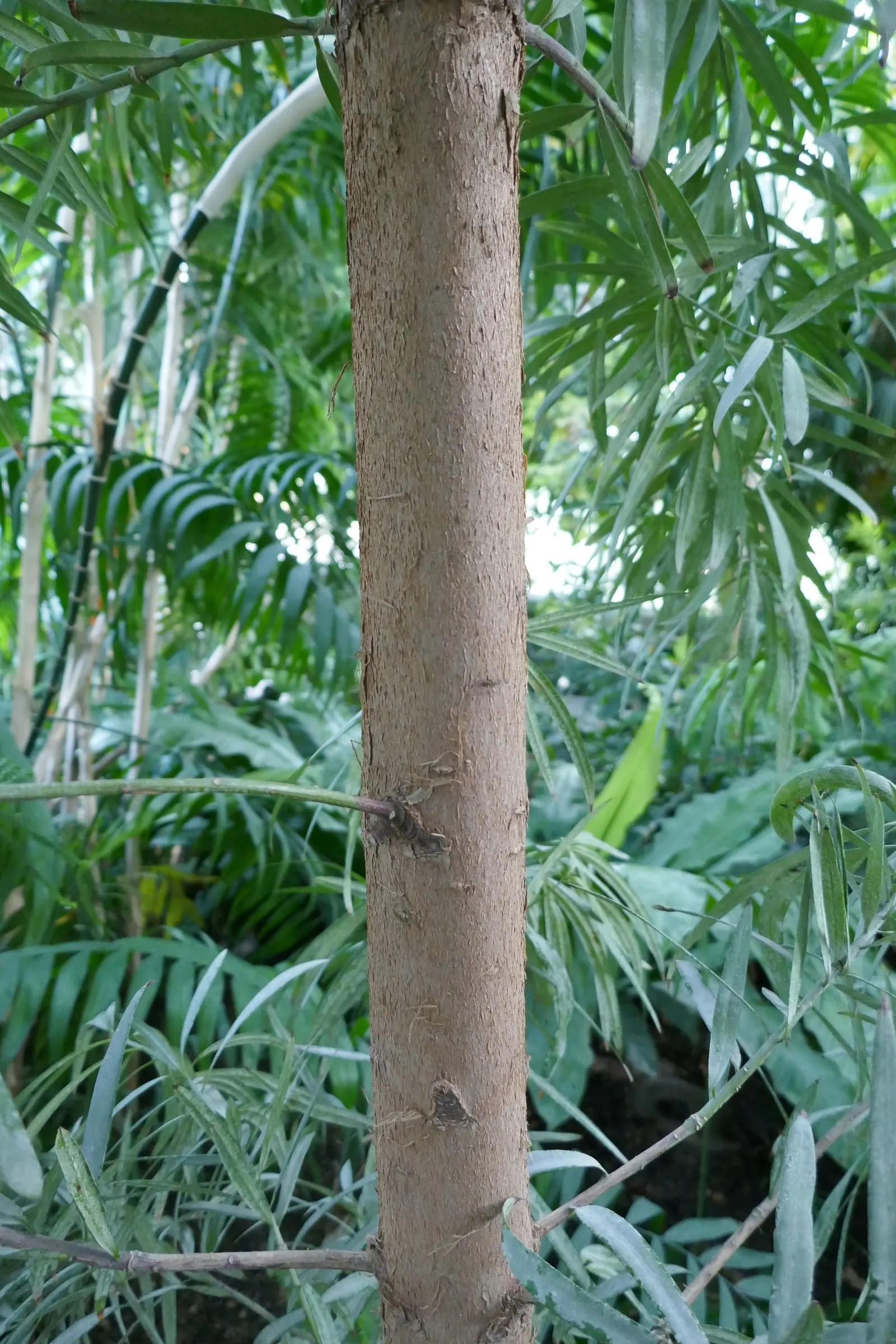 African Fern Pine (Afrocarpus Gracilior) — With a growth rate of 12 to 24 inches per year; imbuing your garden with life, image 57