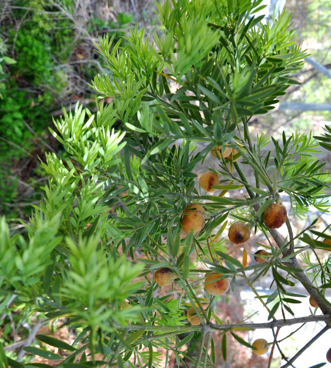 African Fern Pine (Afrocarpus Gracilior) — tree for full or half; imbuing your garden with life, image 63