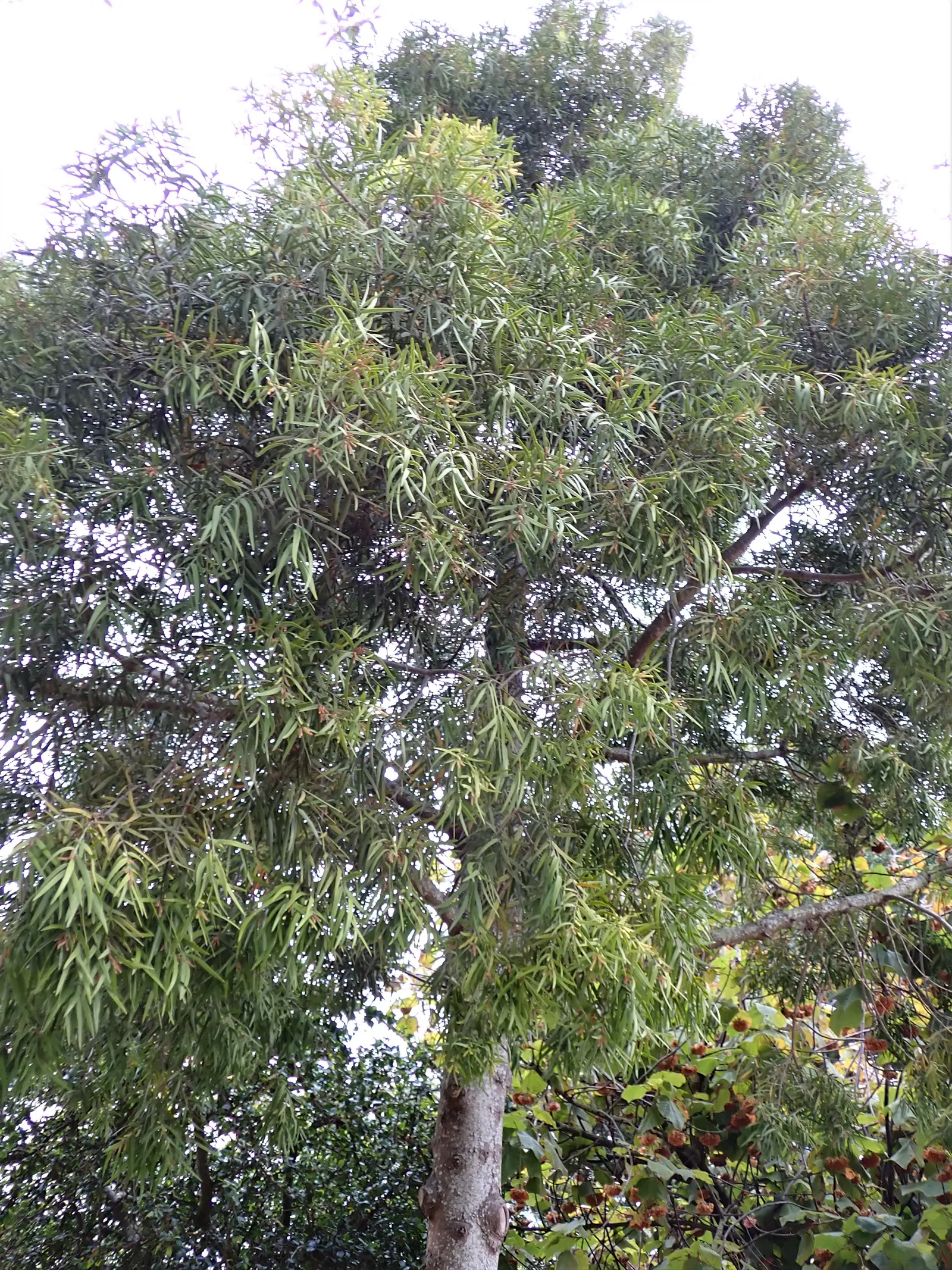 African Fern Pine (Afrocarpus Gracilior) — scientifically named Afrocarpus gracilior