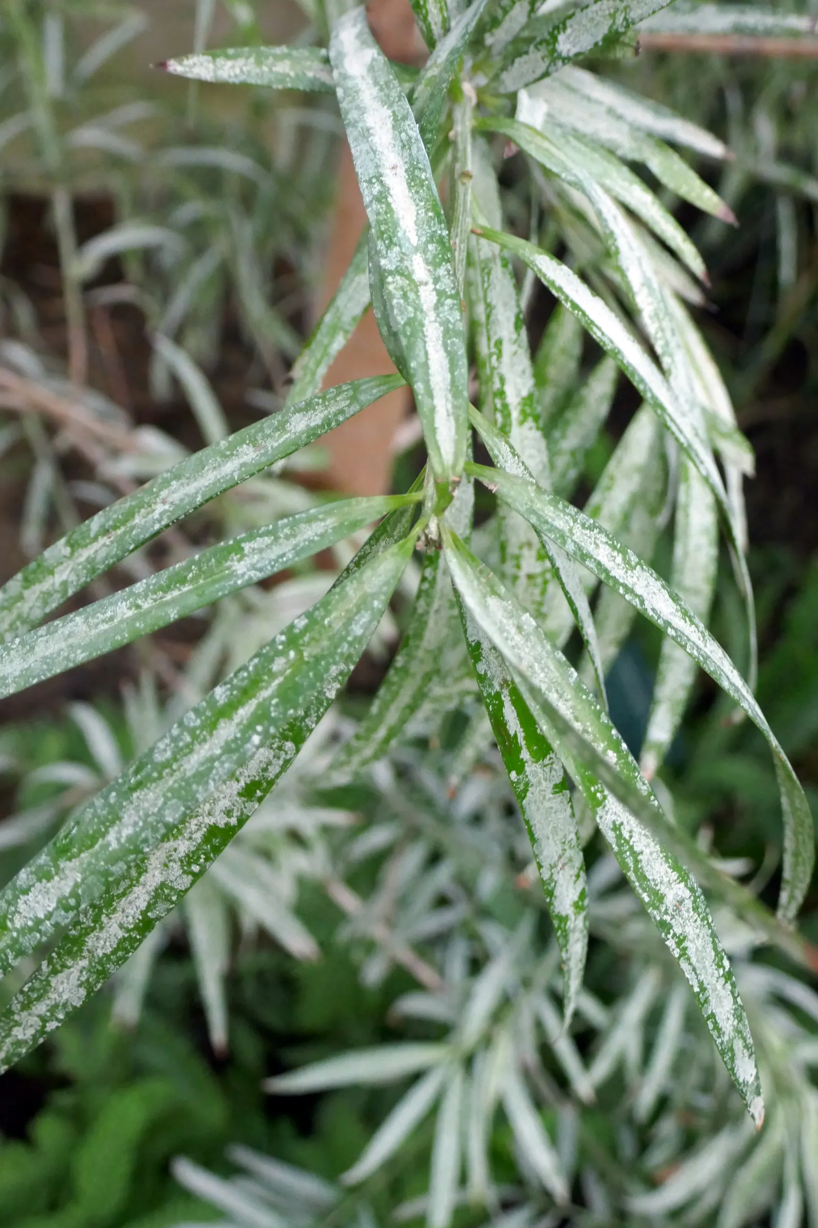 African Fern Pine (Afrocarpus Gracilior) — tree for full or half; imbuing your garden with life