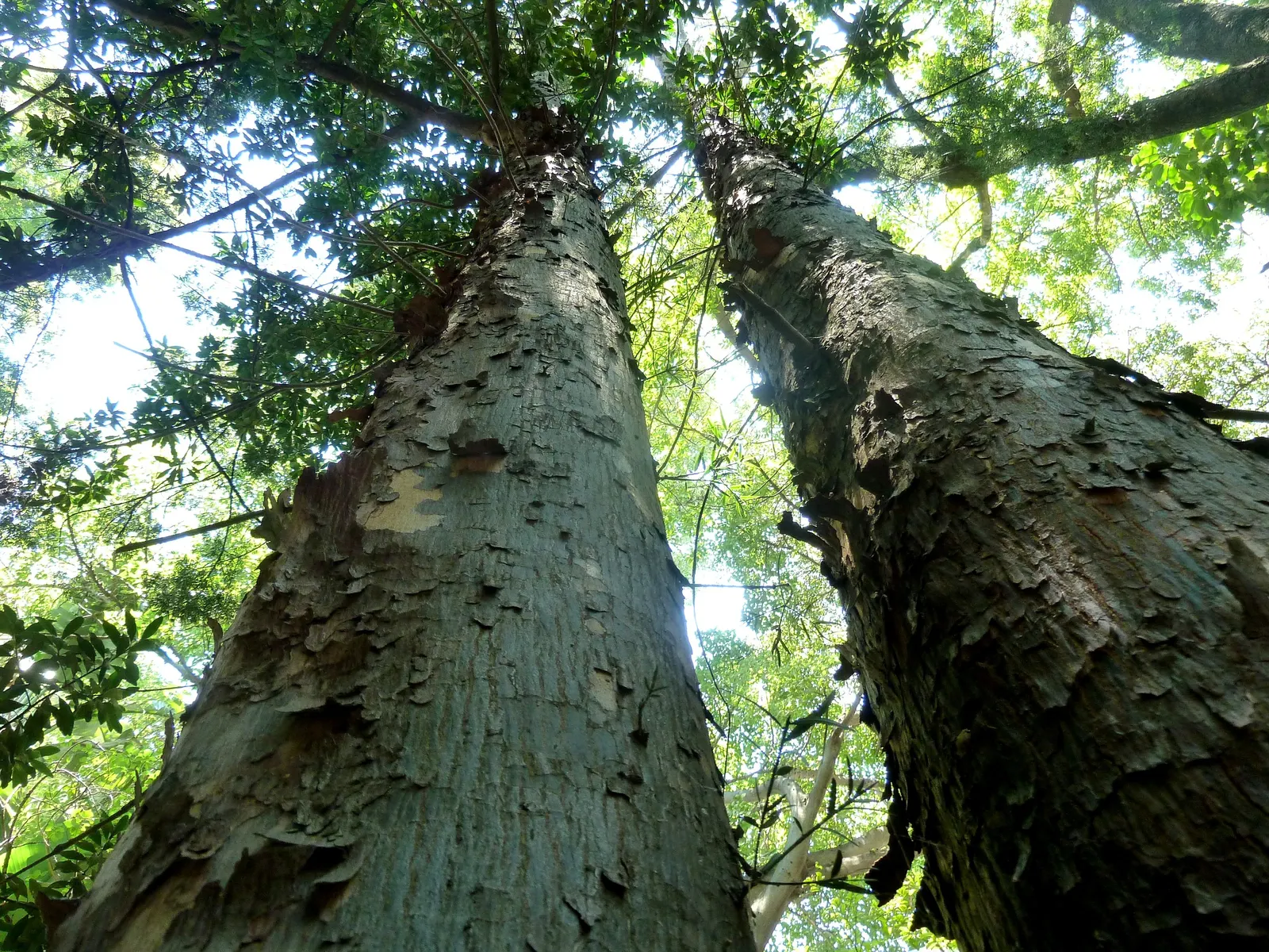 African Fern Pine (Afrocarpus Gracilior) — It can reach heights up to 50-65 feet with a slender, pyramidal form; around 2 to 4 inches long, image 65