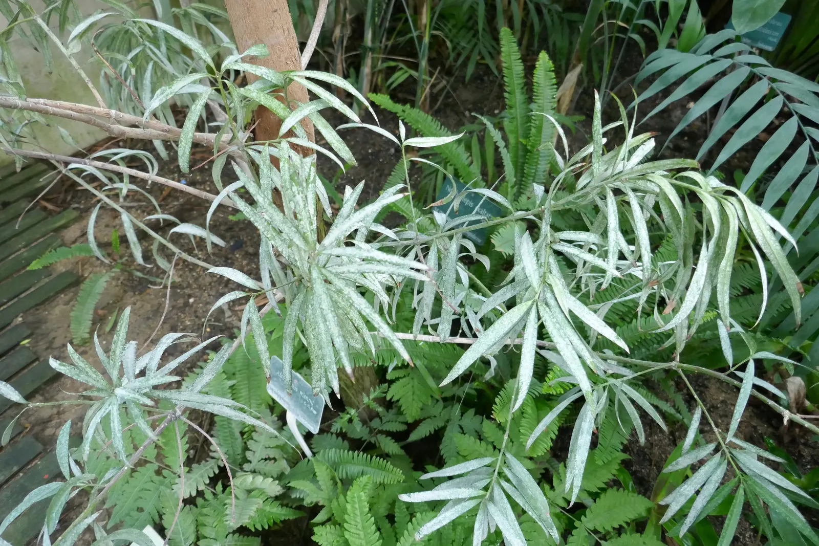 African Fern Pine (Afrocarpus Gracilior) — Thriving in USDA zones 9-11, it tolerates various soils and is drought-resistant once established