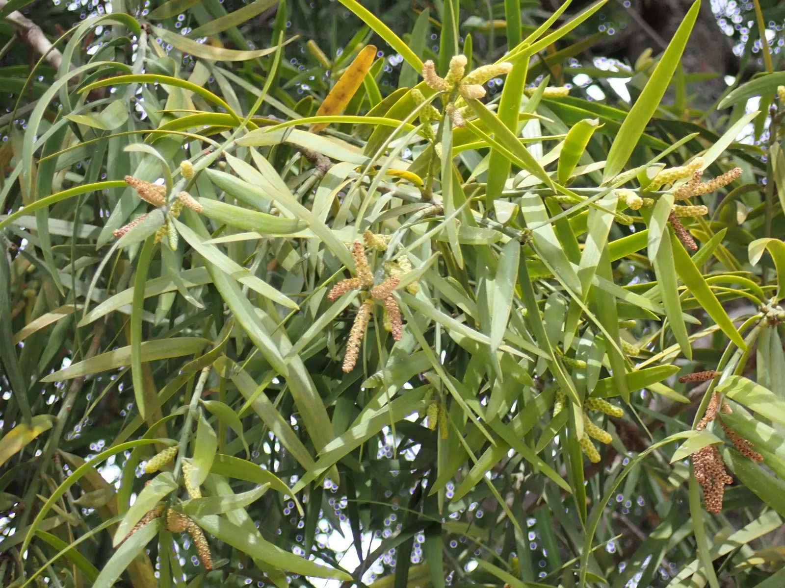 African Fern Pine (Afrocarpus Gracilior) — contributing to its fern-like appearance; thriving in USDA zones 9-11, it tolerates various soils and is, image 73
