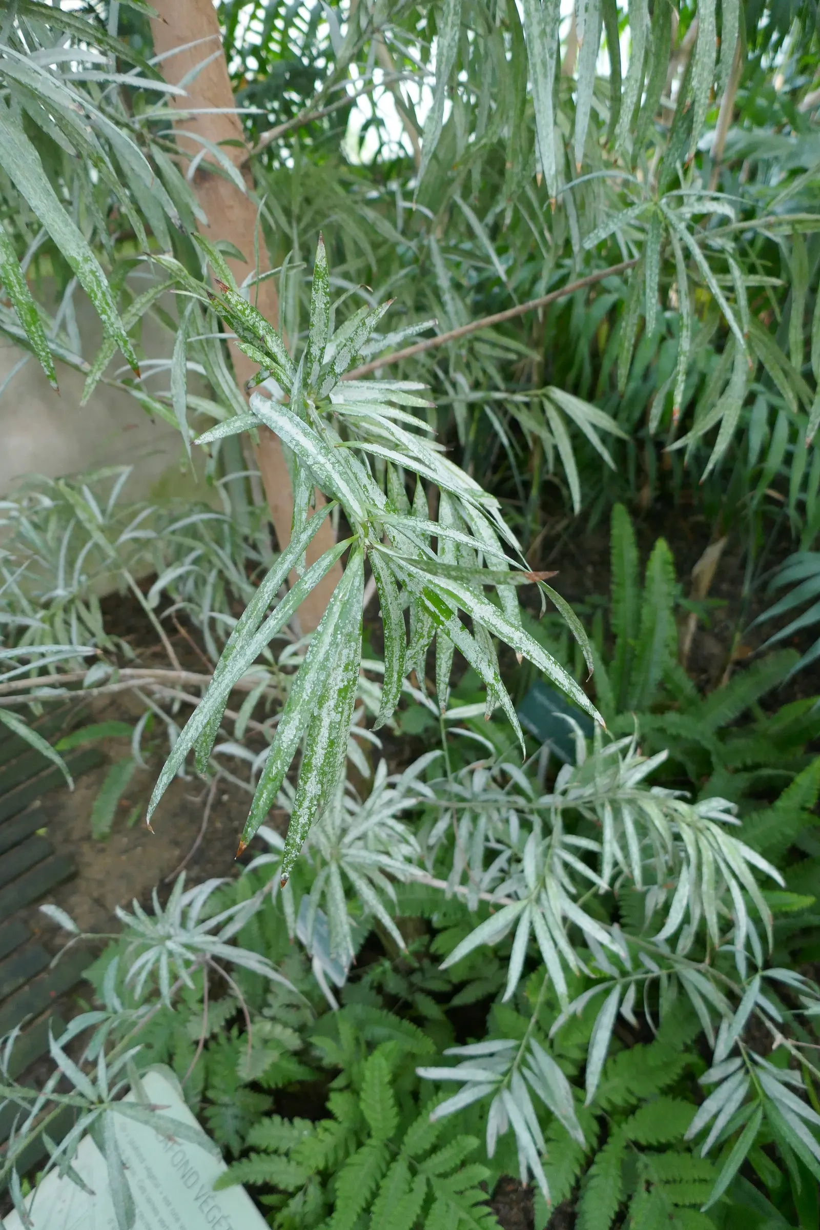 African Fern Pine (Afrocarpus Gracilior) — It can reach heights up to 50-65 feet with a slender, pyramidal form; around 2 to 4 inches long, image 44