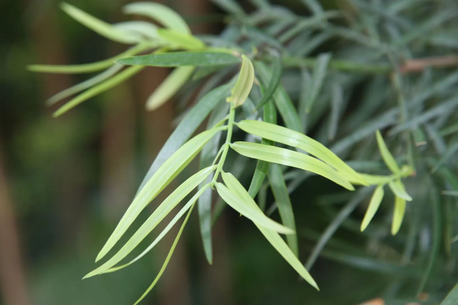 African Fern Pine (Afrocarpus Gracilior) — Thriving in USDA zones 9-11, it tolerates various soils and is drought-resistant once established, image 25