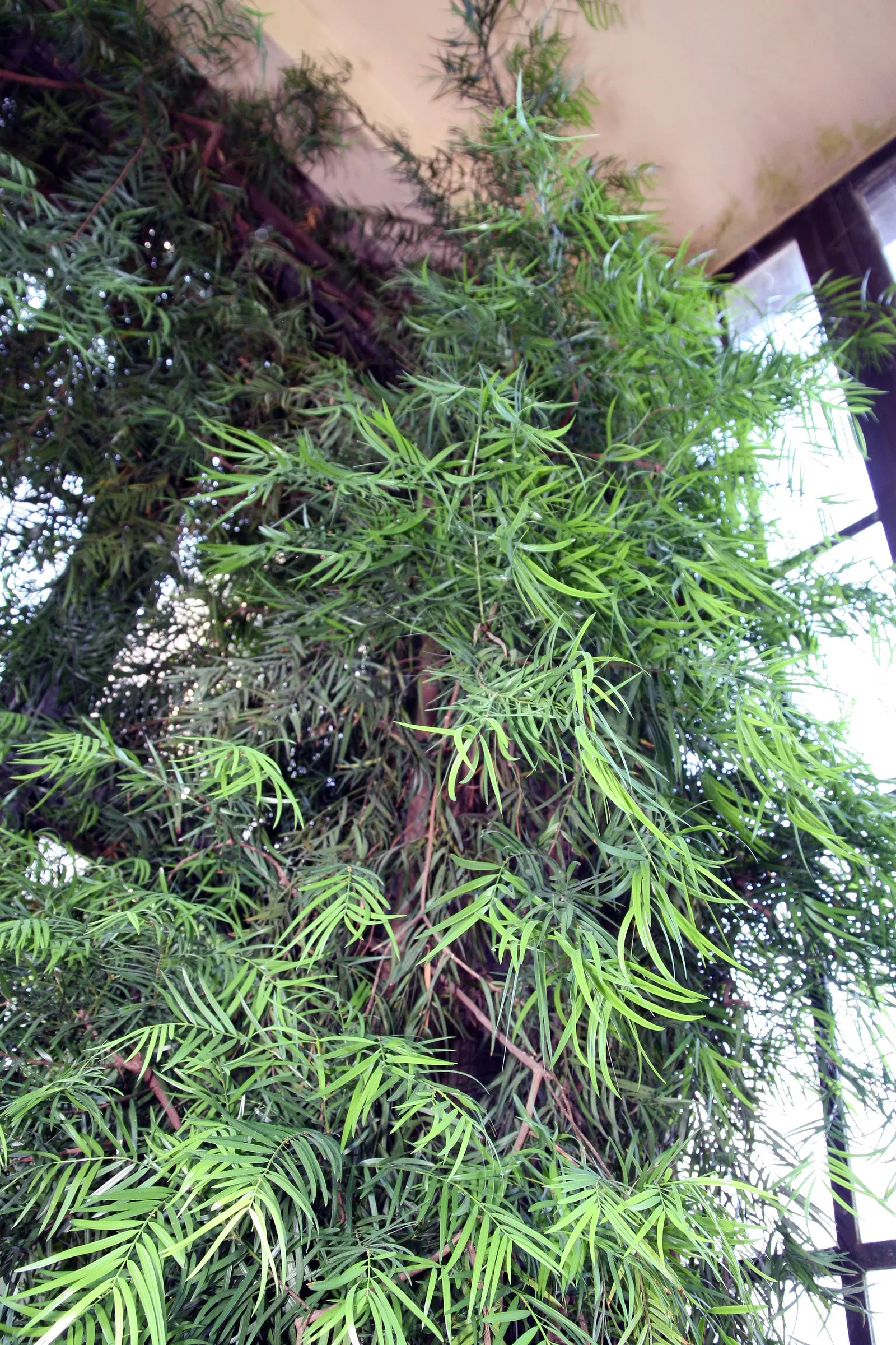 African Fern Pine (Afrocarpus Gracilior) — around 2 to 4 inches long, image 74