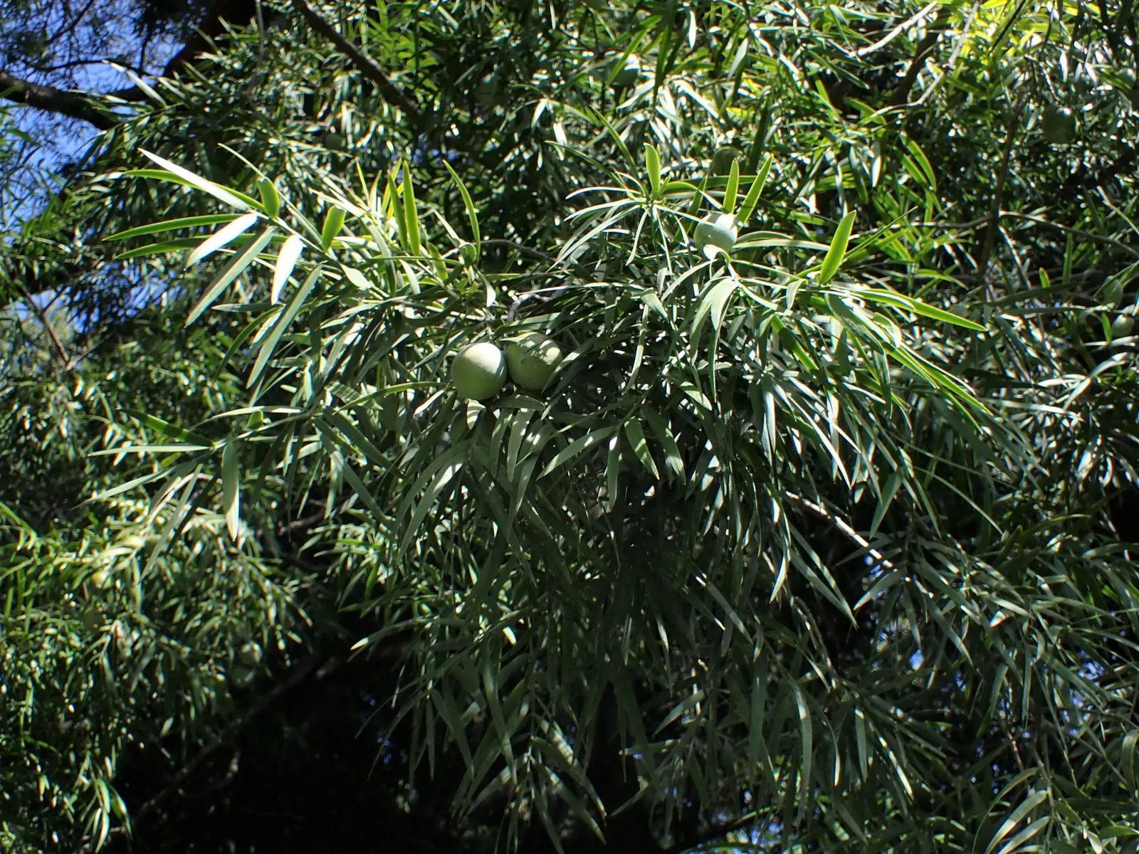 African Fern Pine (Afrocarpus Gracilior) — adding a graceful elegance to any garden space while supporting local ecosystems; around 2 to 4 inches, image 62