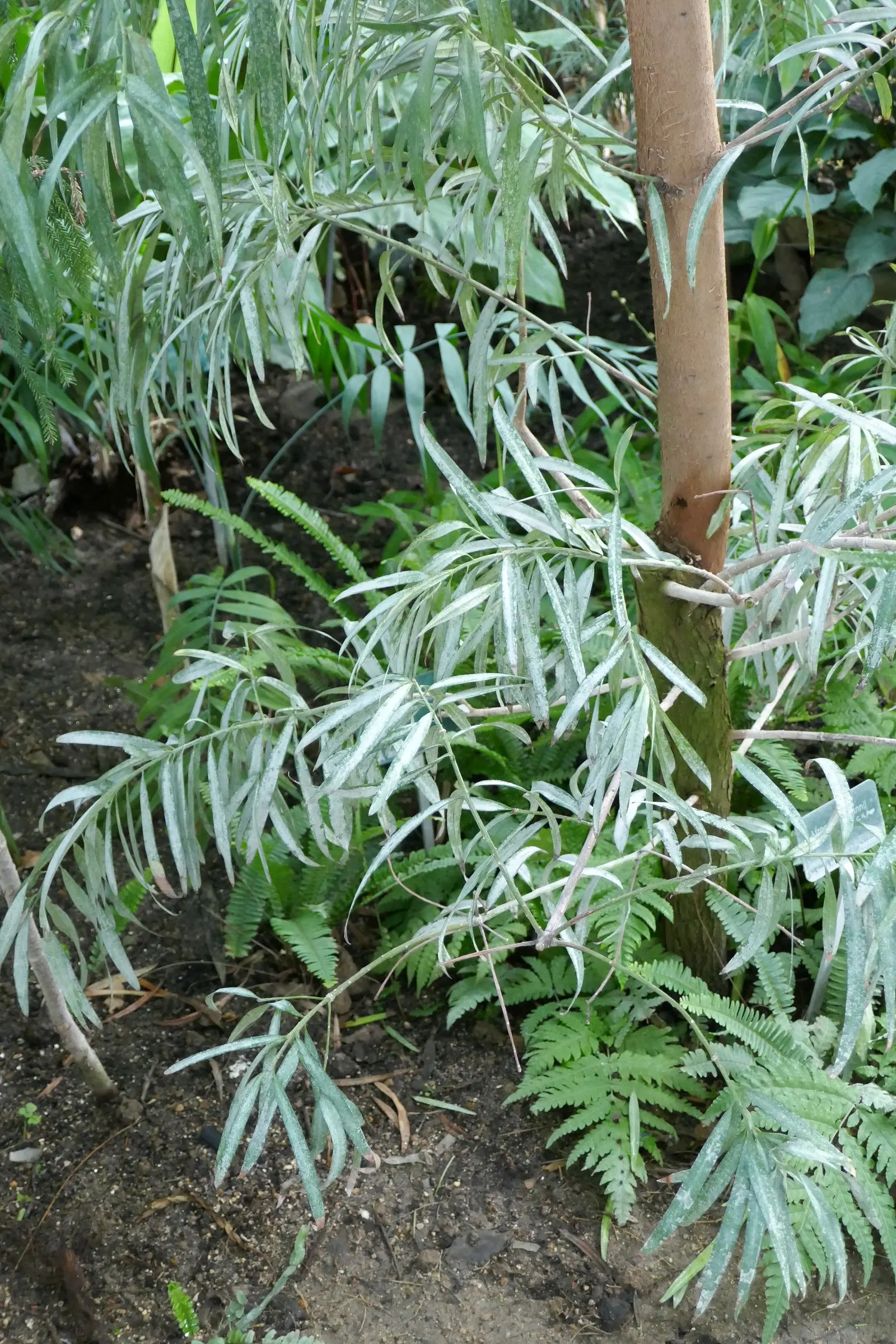 African Fern Pine (Afrocarpus Gracilior) — the African Fern Pine prefers well-draining soil and thrives in full sun to partial shade; thriving in USDA zones