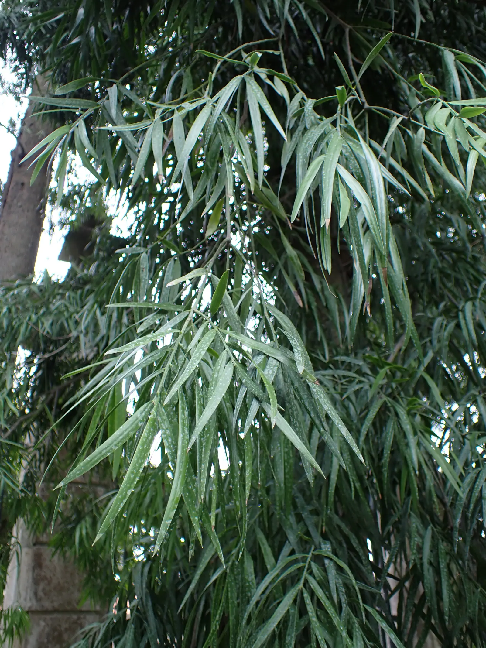 African Fern Pine (Afrocarpus Gracilior) — adding a graceful elegance to any garden space while supporting local ecosystems