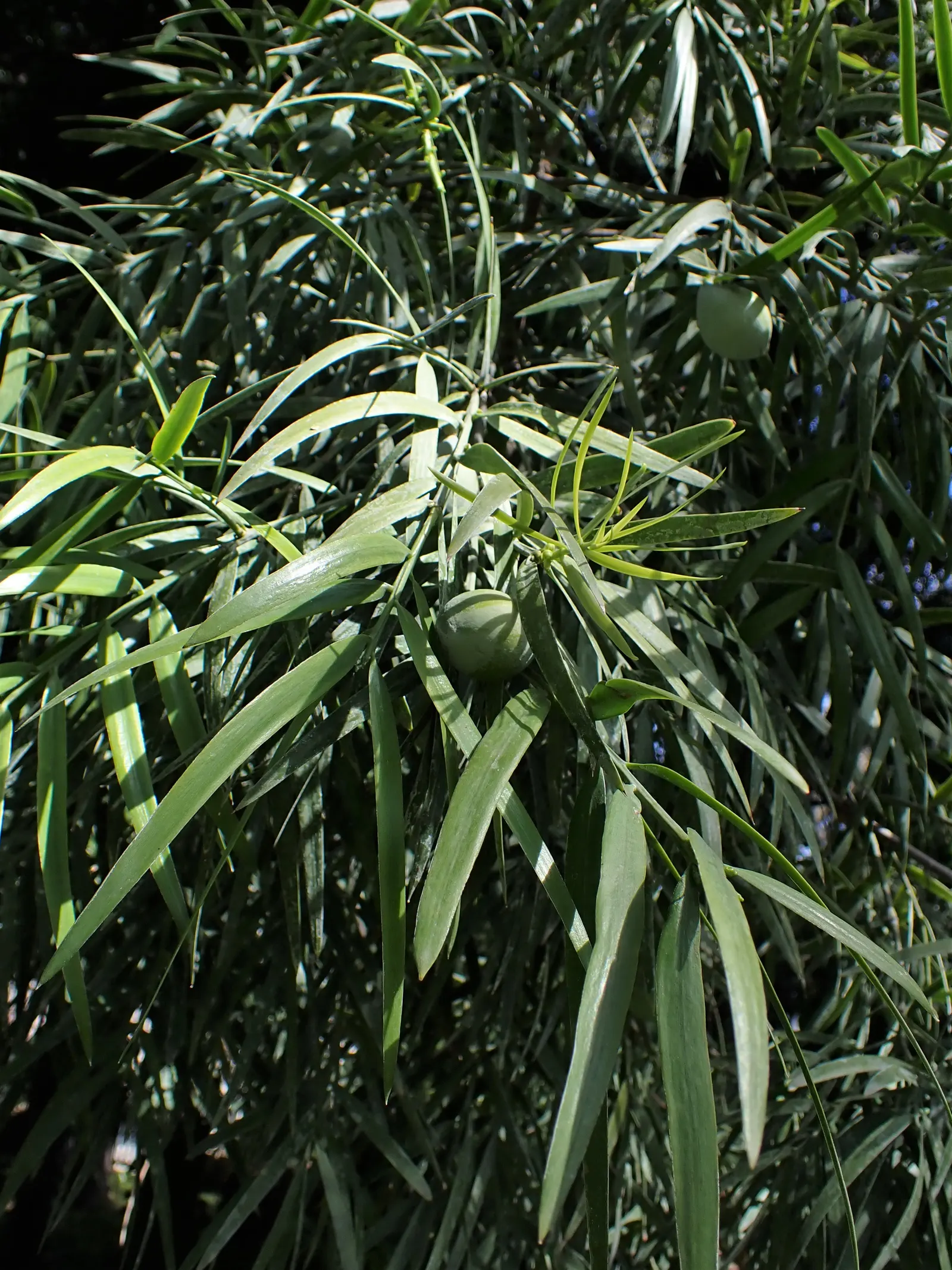 African Fern Pine (Afrocarpus Gracilior) — around 2 to 4 inches long
