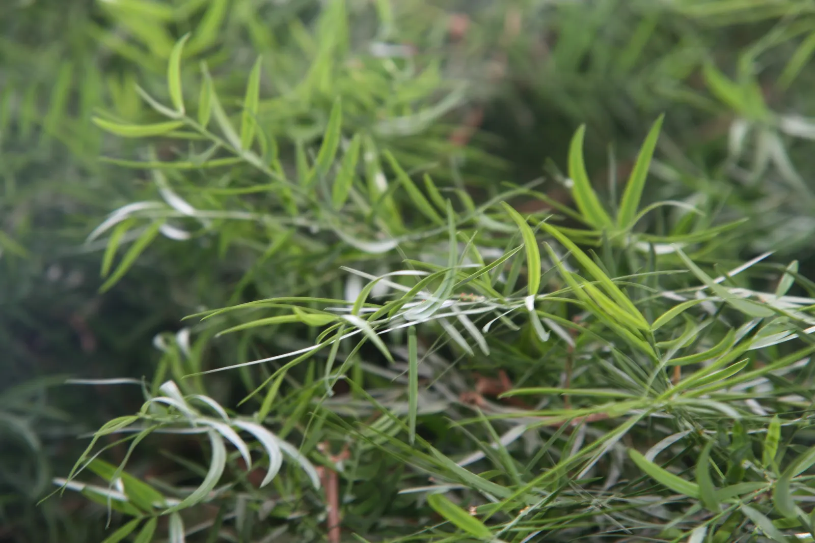 African Fern Pine (Afrocarpus Gracilior) — contributing to its fern-like appearance