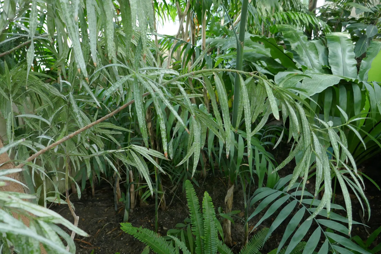 African Fern Pine (Afrocarpus Gracilior) — contributing to its fern-like appearance; thriving in USDA zones 9-11, it tolerates various soils and is, image 52