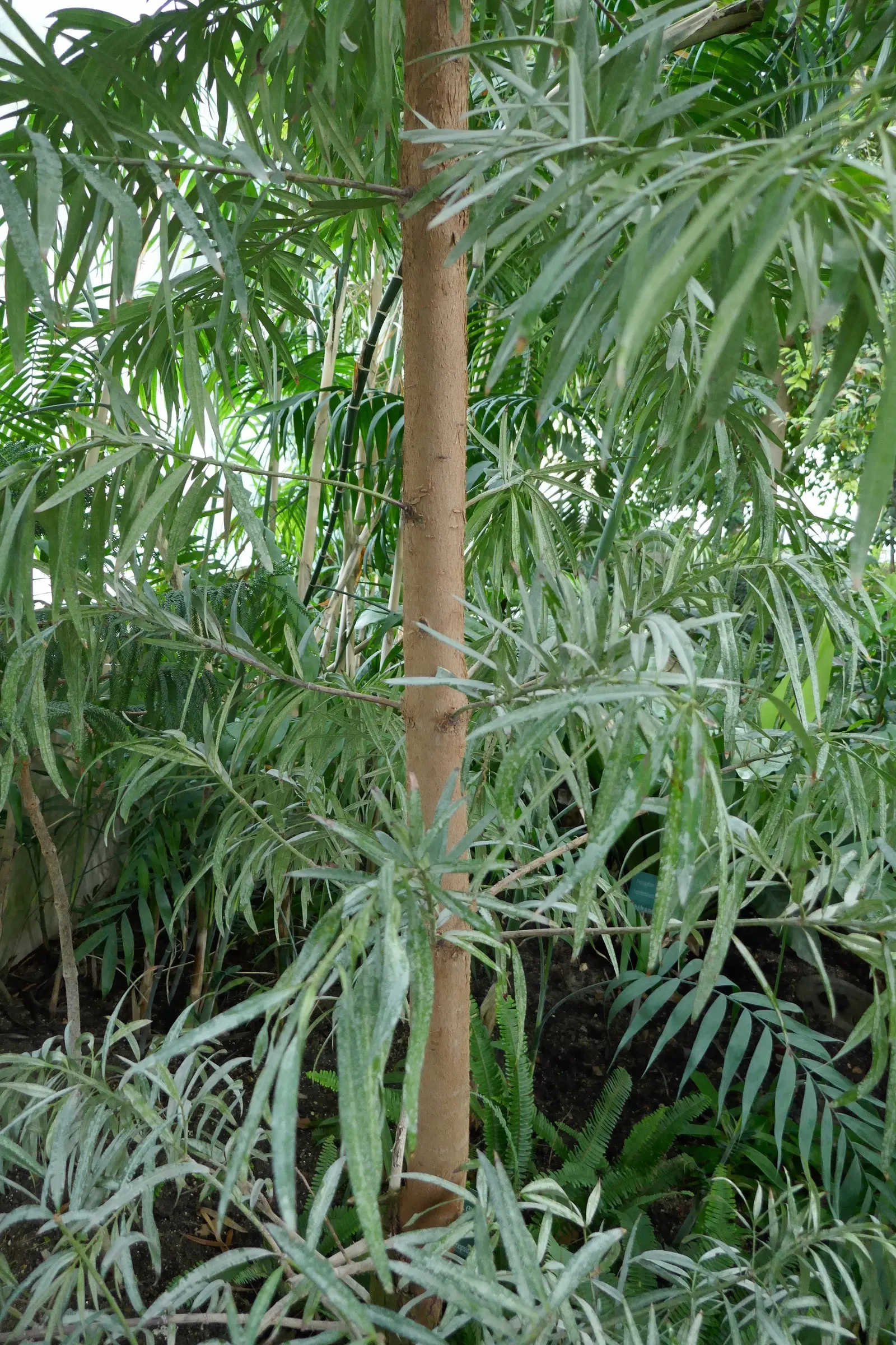 African Fern Pine (Afrocarpus Gracilior) — Once established, it is drought-tolerant, making it a fitting selection for water-conserving landscapes; around 2 to