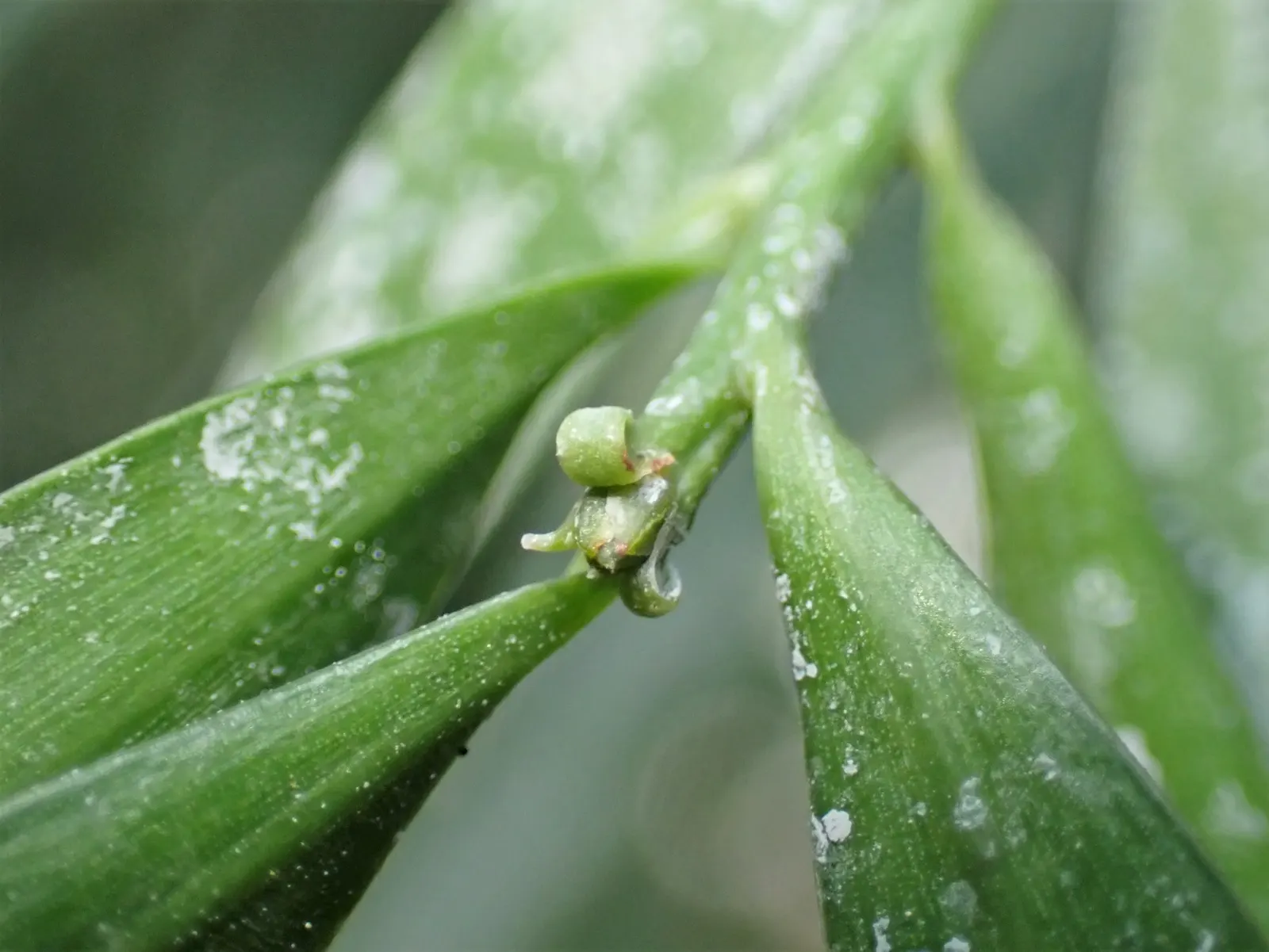 African Fern Pine (Afrocarpus Gracilior) — including birds and insects
