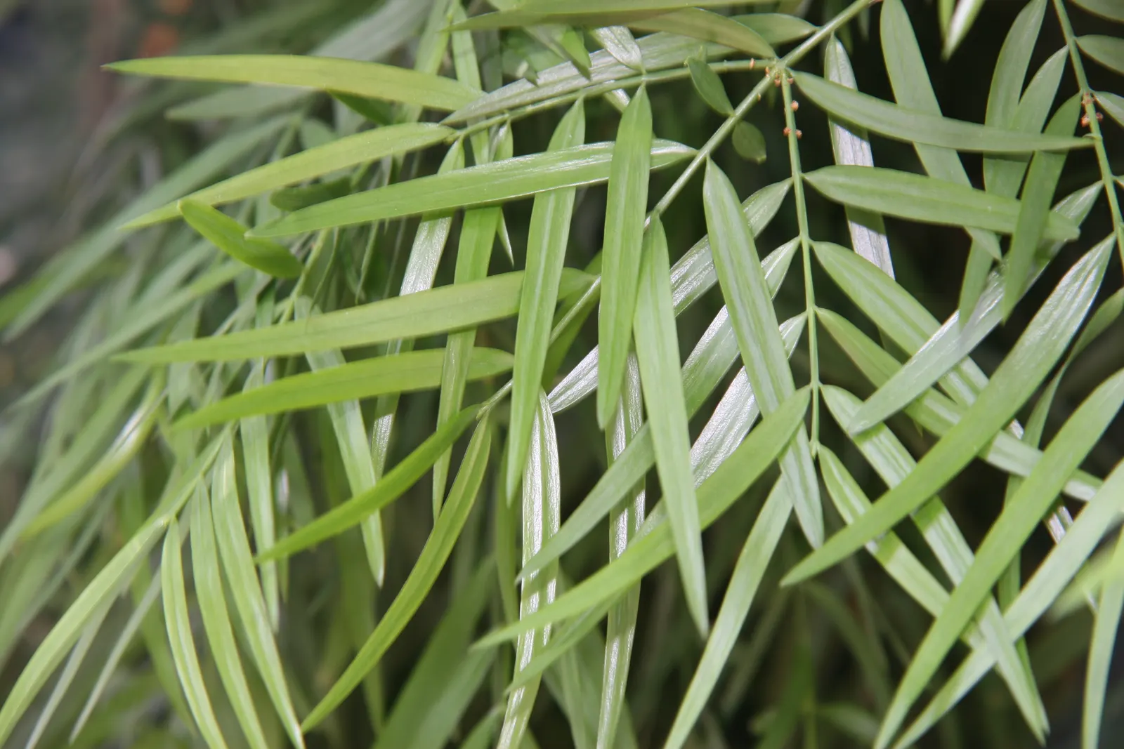 African Fern Pine (Afrocarpus Gracilior) — imbuing your garden with life