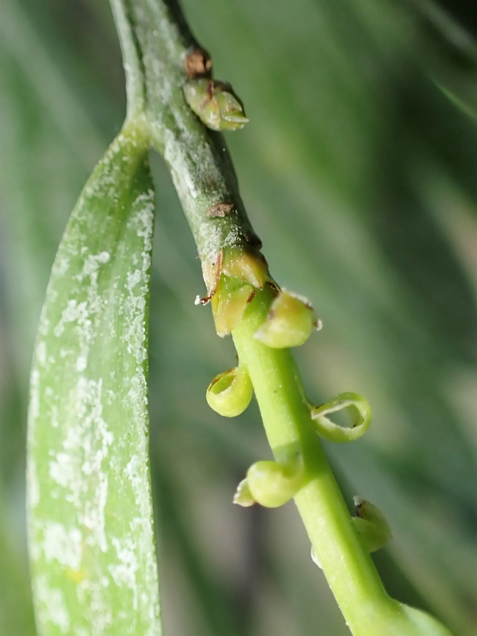 African Fern Pine (Afrocarpus Gracilior) — With a growth rate of 12 to 24 inches per year