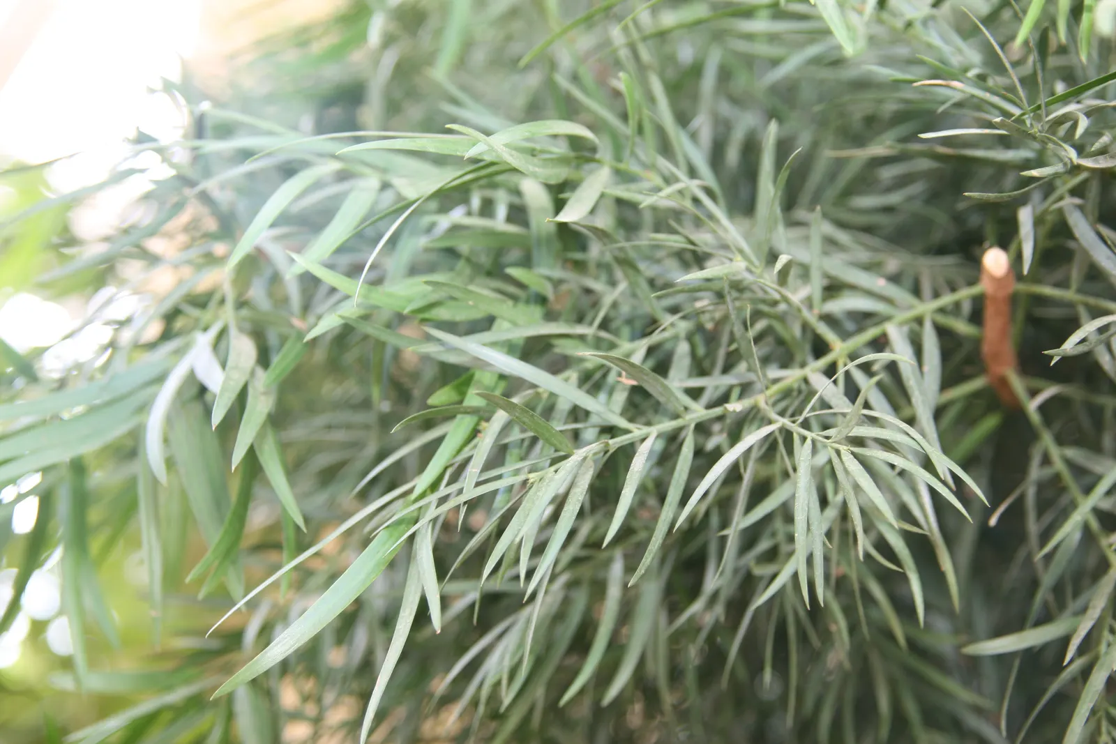 African Fern Pine (Afrocarpus Gracilior) — it is relatively low-maintenance