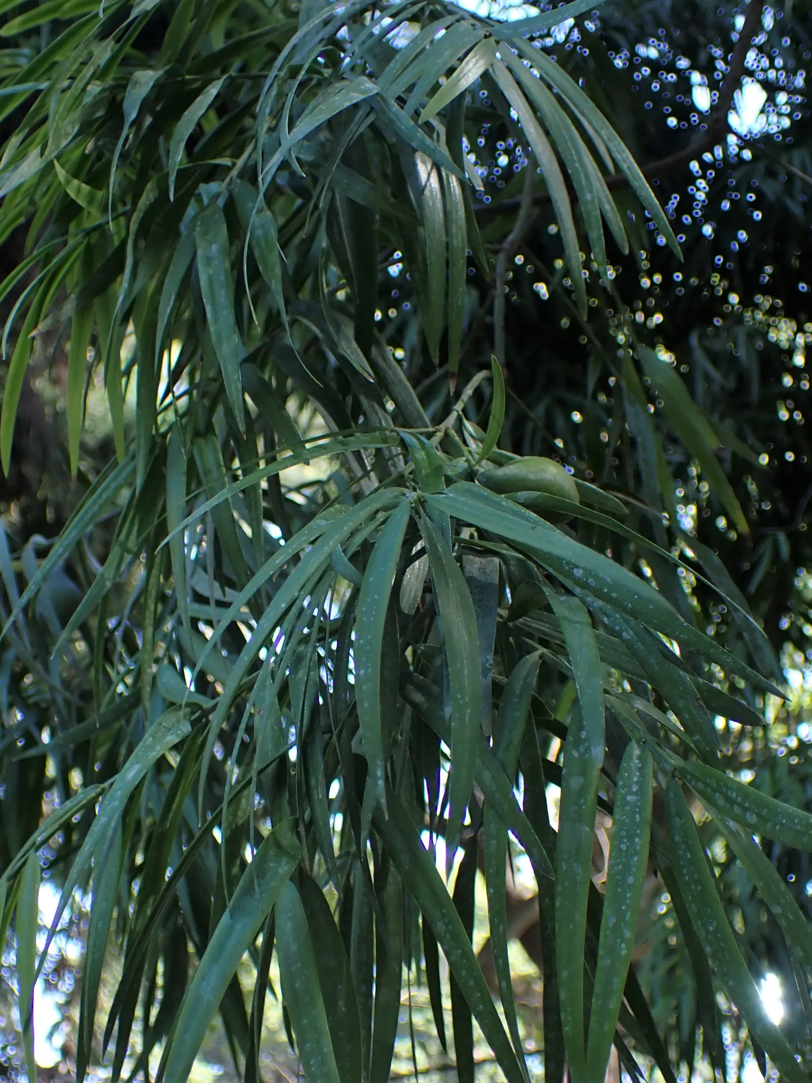 African Fern Pine (Afrocarpus Gracilior) — imbuing your garden with life, image 39
