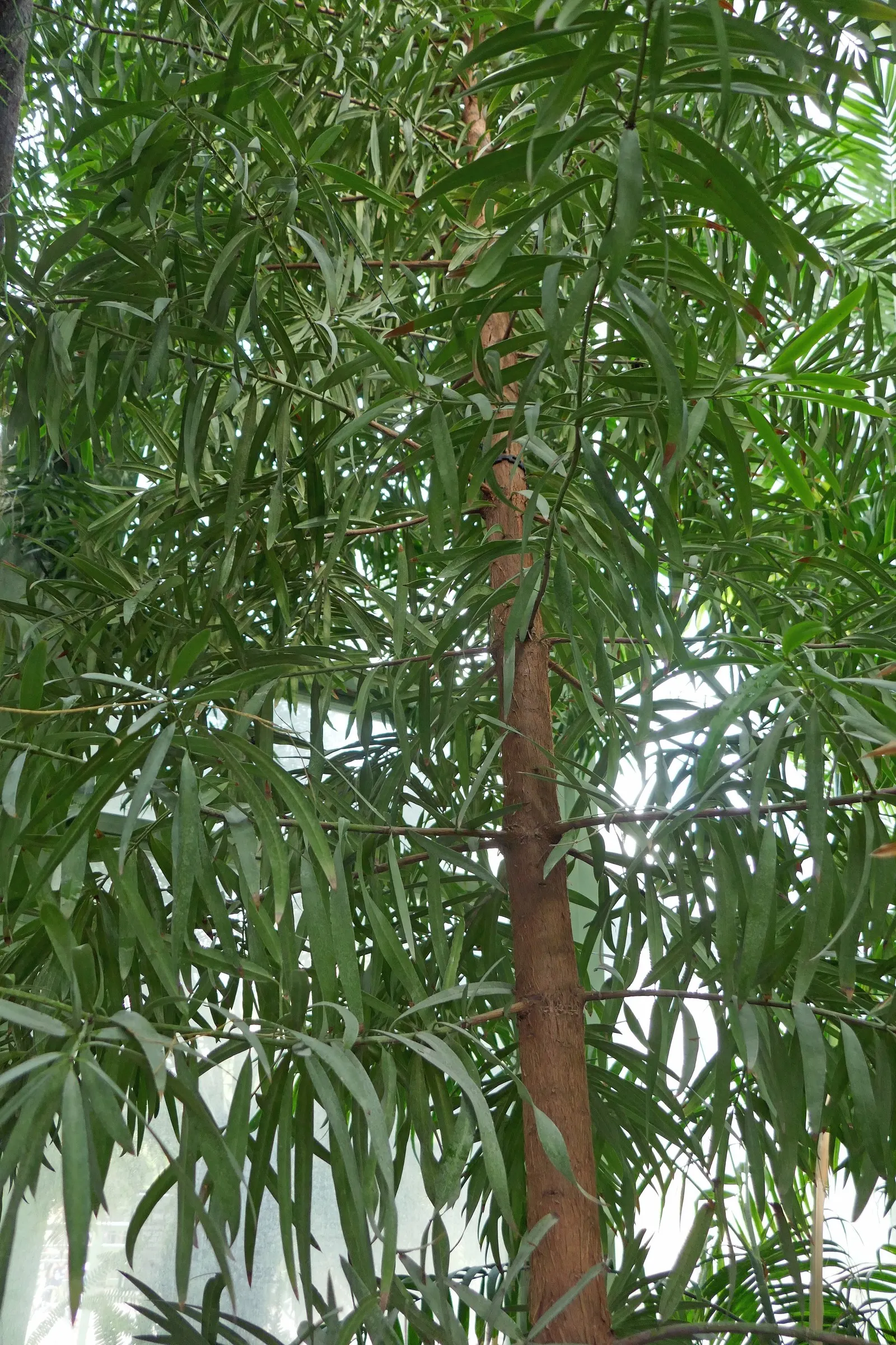 African Fern Pine (Afrocarpus Gracilior) — scientifically named Afrocarpus gracilior; imbuing your garden with life