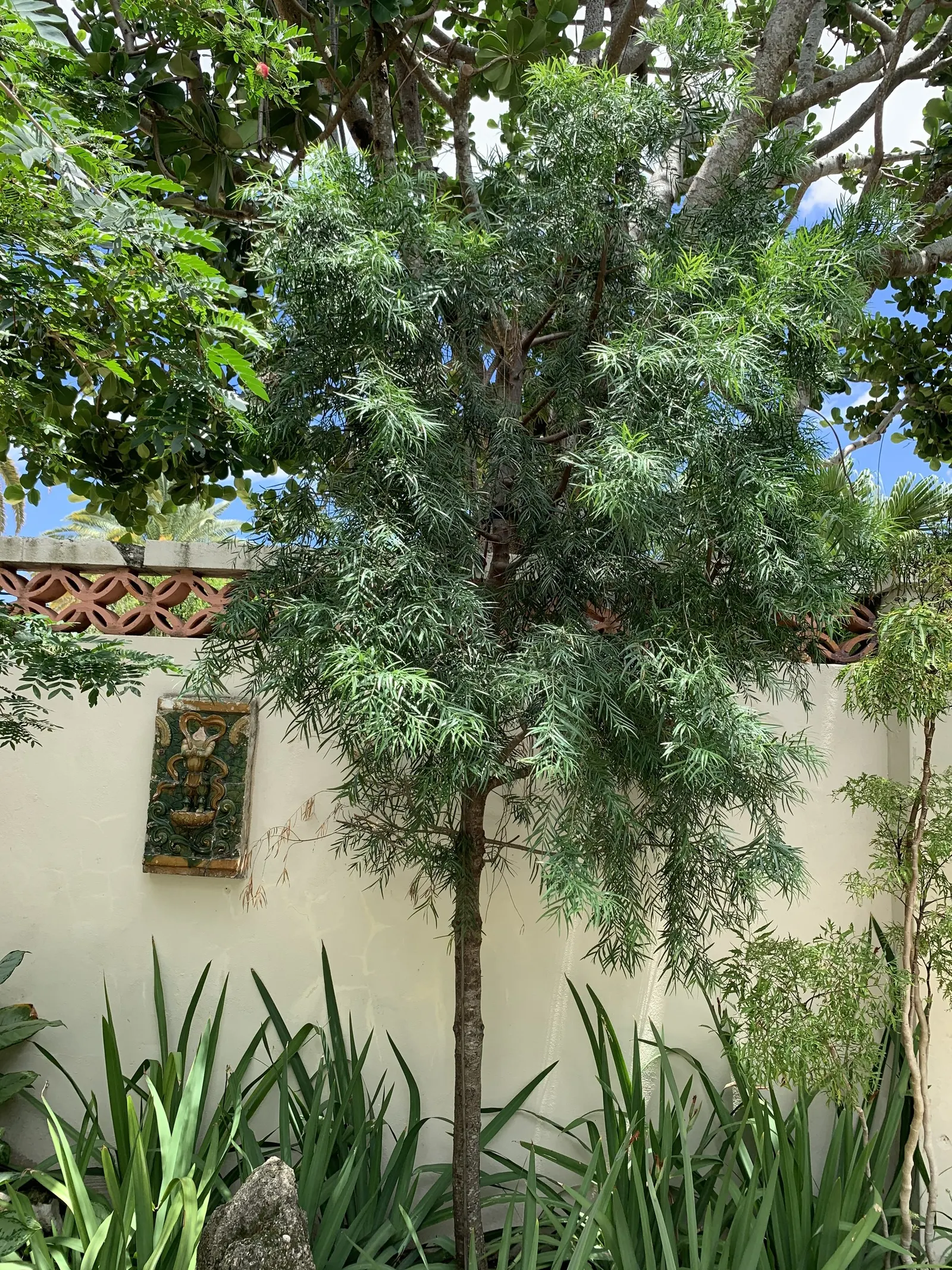 African Fern Pine (Afrocarpus Gracilior) — The soft, feathery foliage presents a lush green canopy extending 20-30 feet wide