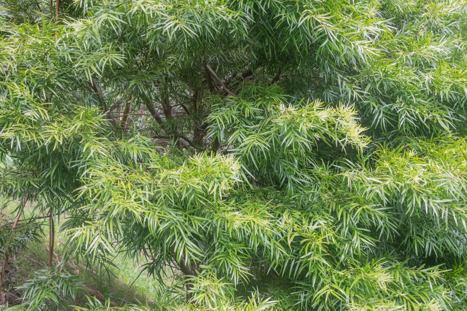 African Fern Pine (Afrocarpus Gracilior) — Perfect for screens or as a stately specimen, it operates well in urban environments; around 2 to 4, image 68