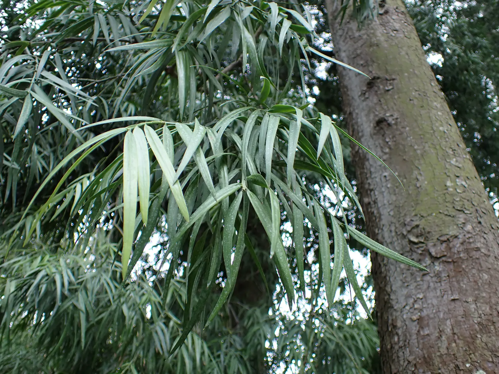 African Fern Pine (Afrocarpus Gracilior) — This graceful tree originates from the higher elevations of Eastern Africa and exhibits a tall; around 2, image 71