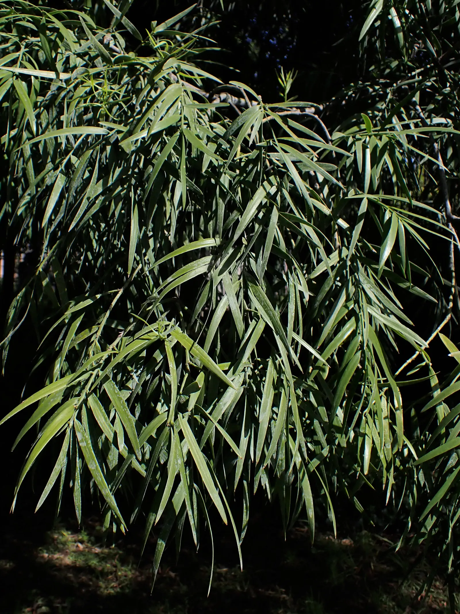 African Fern Pine (Afrocarpus Gracilior) — This graceful tree originates from the higher elevations of Eastern Africa and exhibits a tall; around 2, image 50