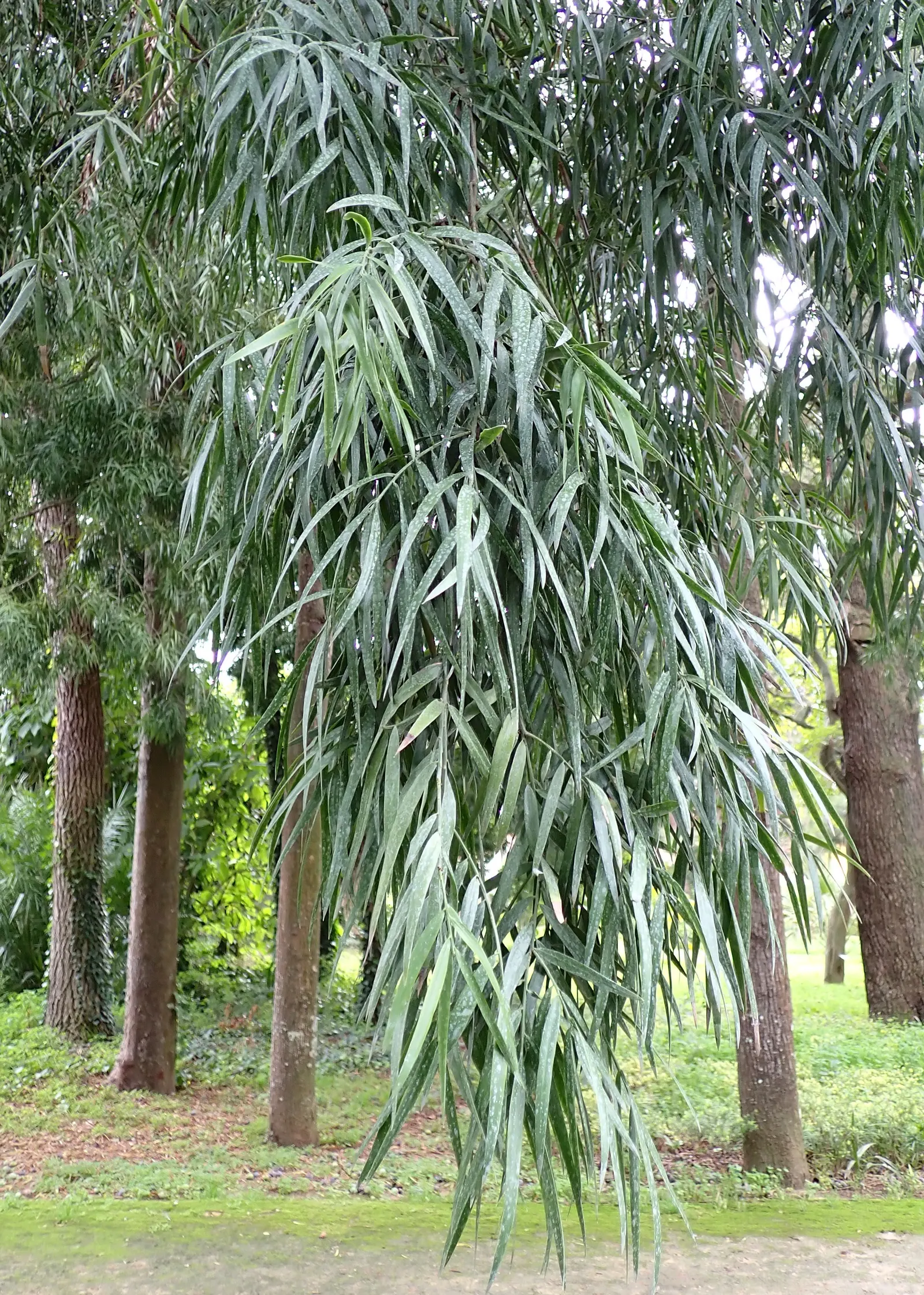 African Fern Pine (Afrocarpus Gracilior) — creating a soft texture that can soften the sterner lines of urban architecture; imbuing your garden, image 54