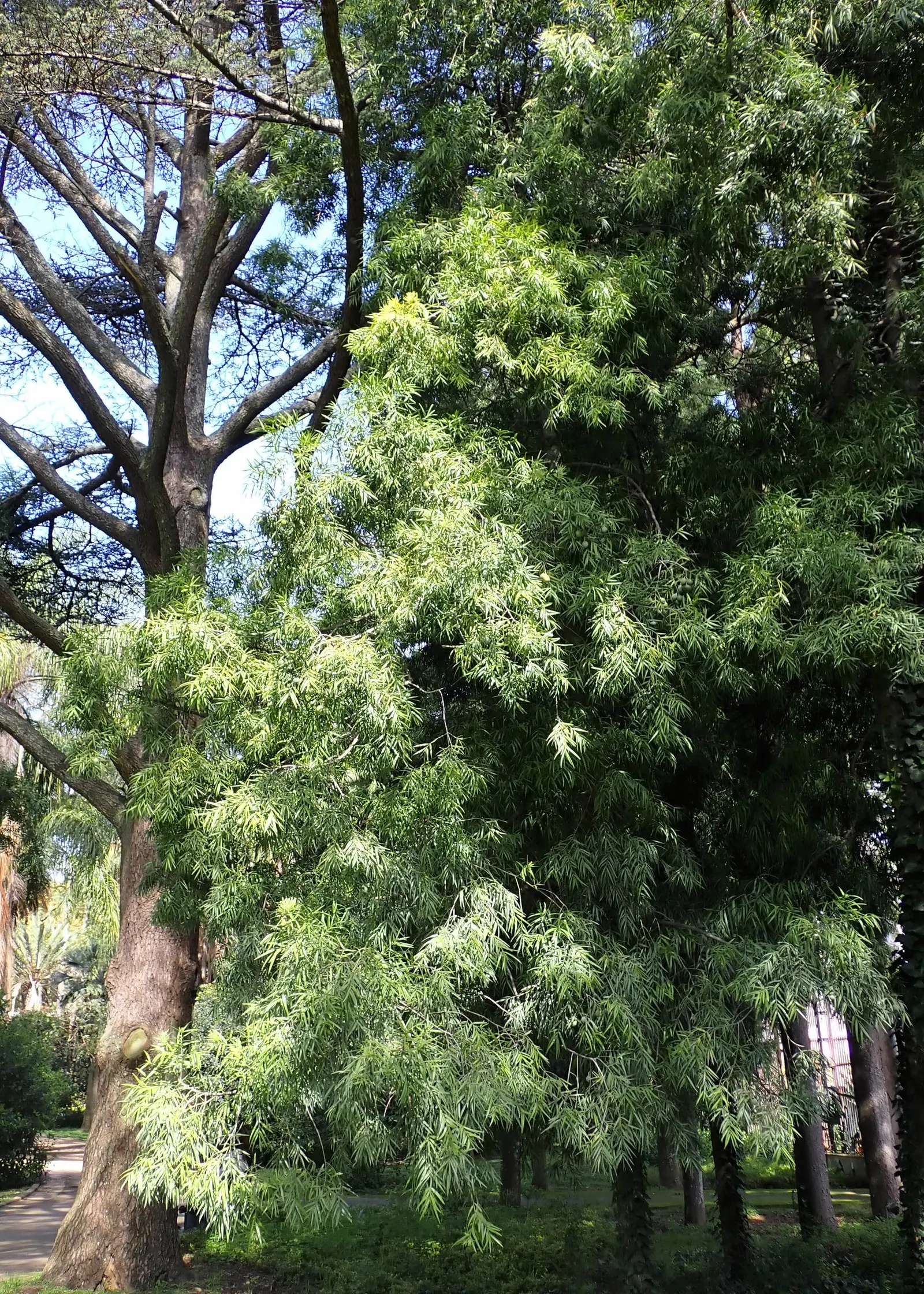 African Fern Pine (Afrocarpus Gracilior) — Once established, it is drought-tolerant, making it a fitting selection for water-conserving landscapes, image 56