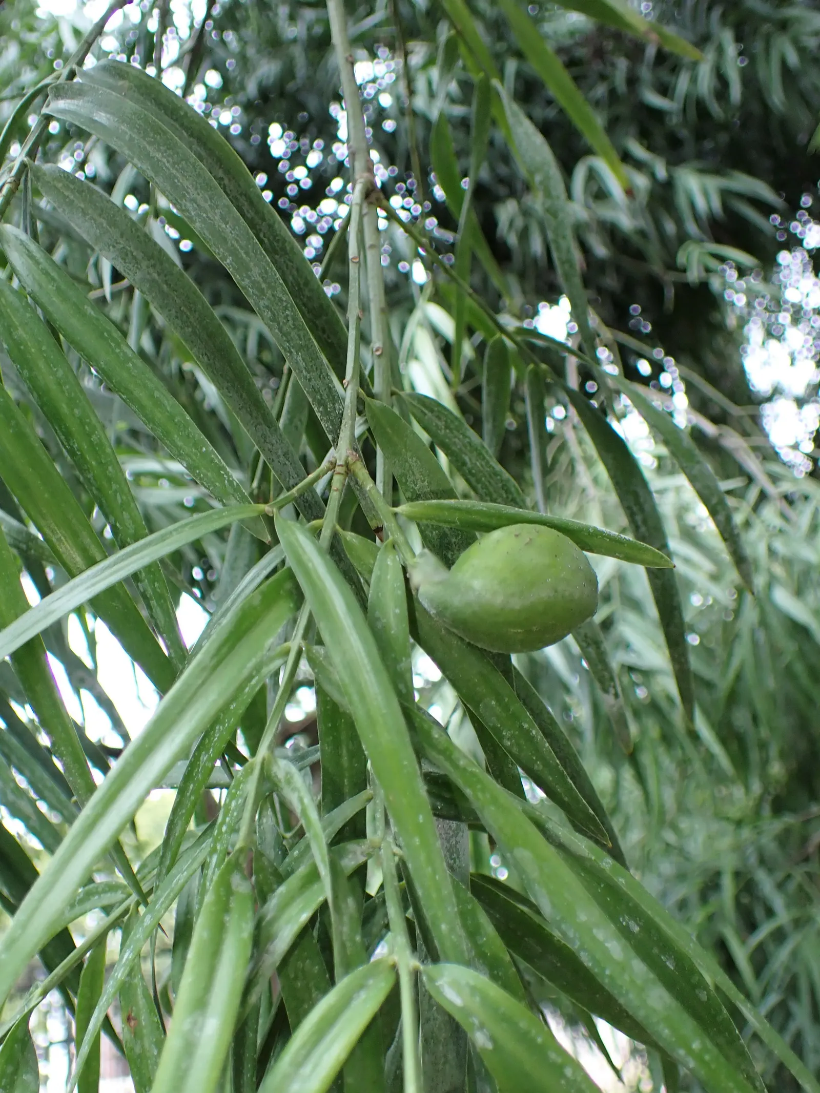 African Fern Pine (Afrocarpus Gracilior) — Perfect for screens or as a stately specimen, it operates well in urban environments; around 2 to 4 inches long
