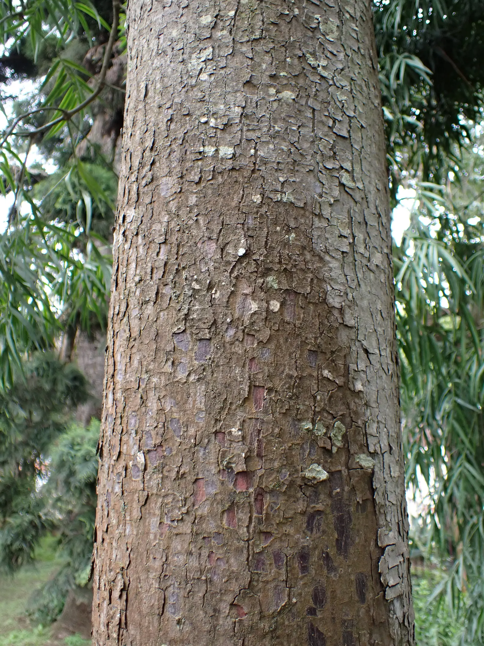 African Fern Pine (Afrocarpus Gracilior) — scientifically named Afrocarpus gracilior; imbuing your garden with life, image 48