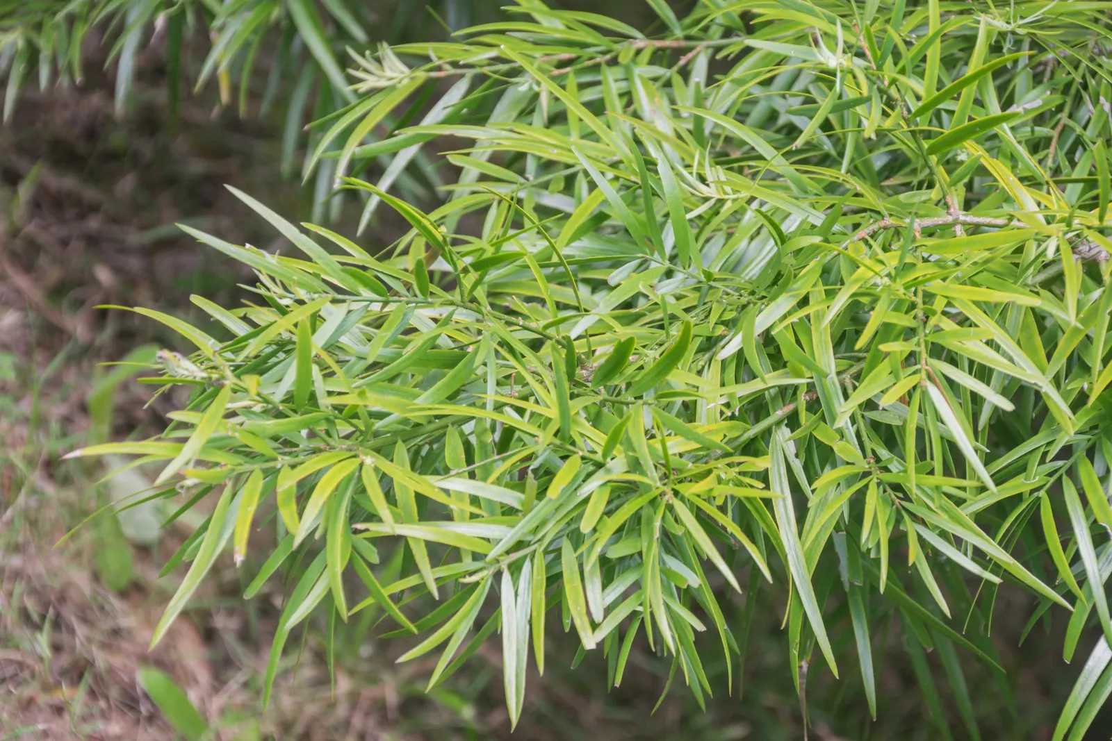 African Fern Pine (Afrocarpus Gracilior) — including birds and insects; around 2 to 4 inches long, image 59
