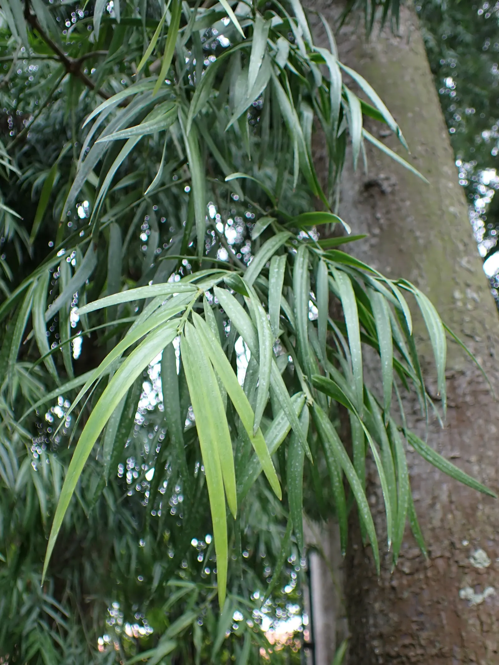 African Fern Pine (Afrocarpus Gracilior) — creating a soft texture that can soften the sterner lines of urban architecture; imbuing your garden with life