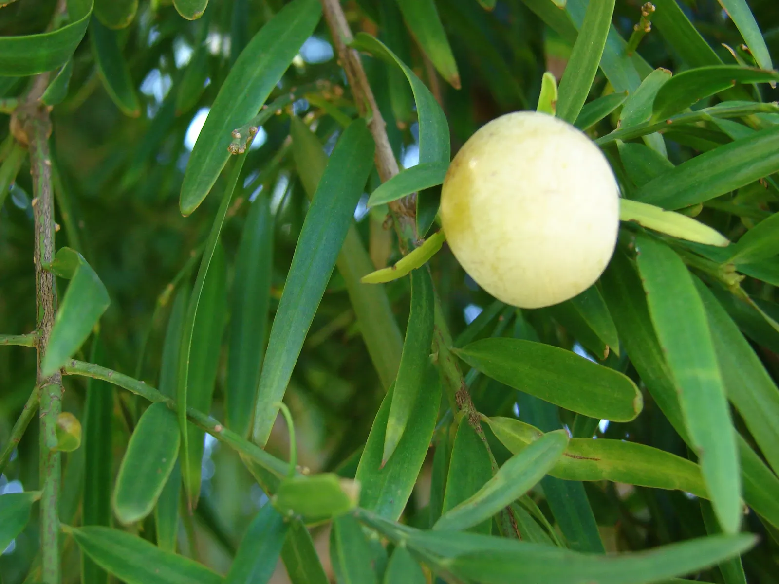 African Fern Pine (Afrocarpus Gracilior) — the African Fern Pine prefers well-draining soil and thrives in full sun to partial shade; thriving in, image 76