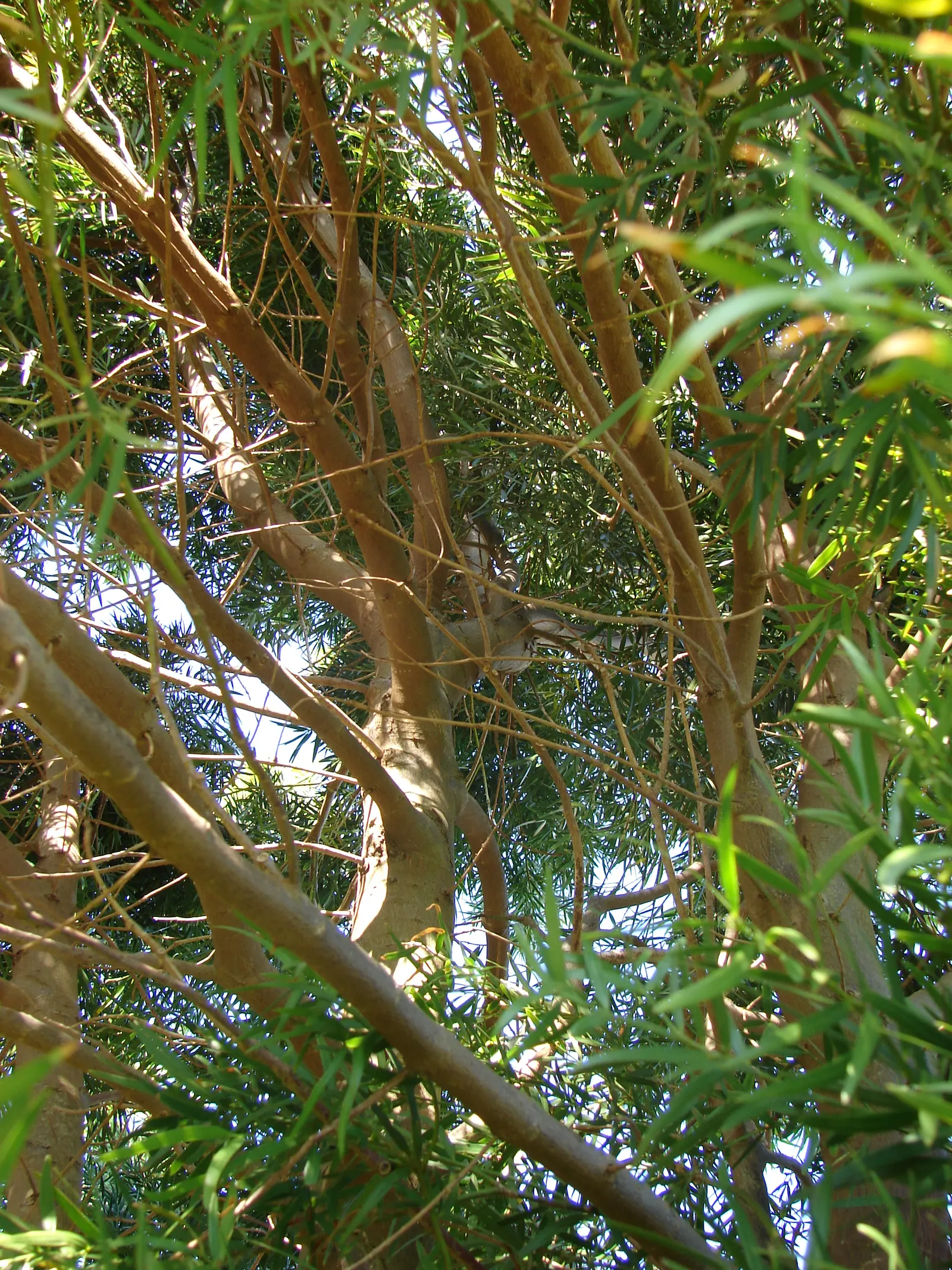 African Fern Pine (Afrocarpus Gracilior) — is a distinguished evergreen conifer well-suited for elegant landscape designs; thriving in USDA zones 9-11, it