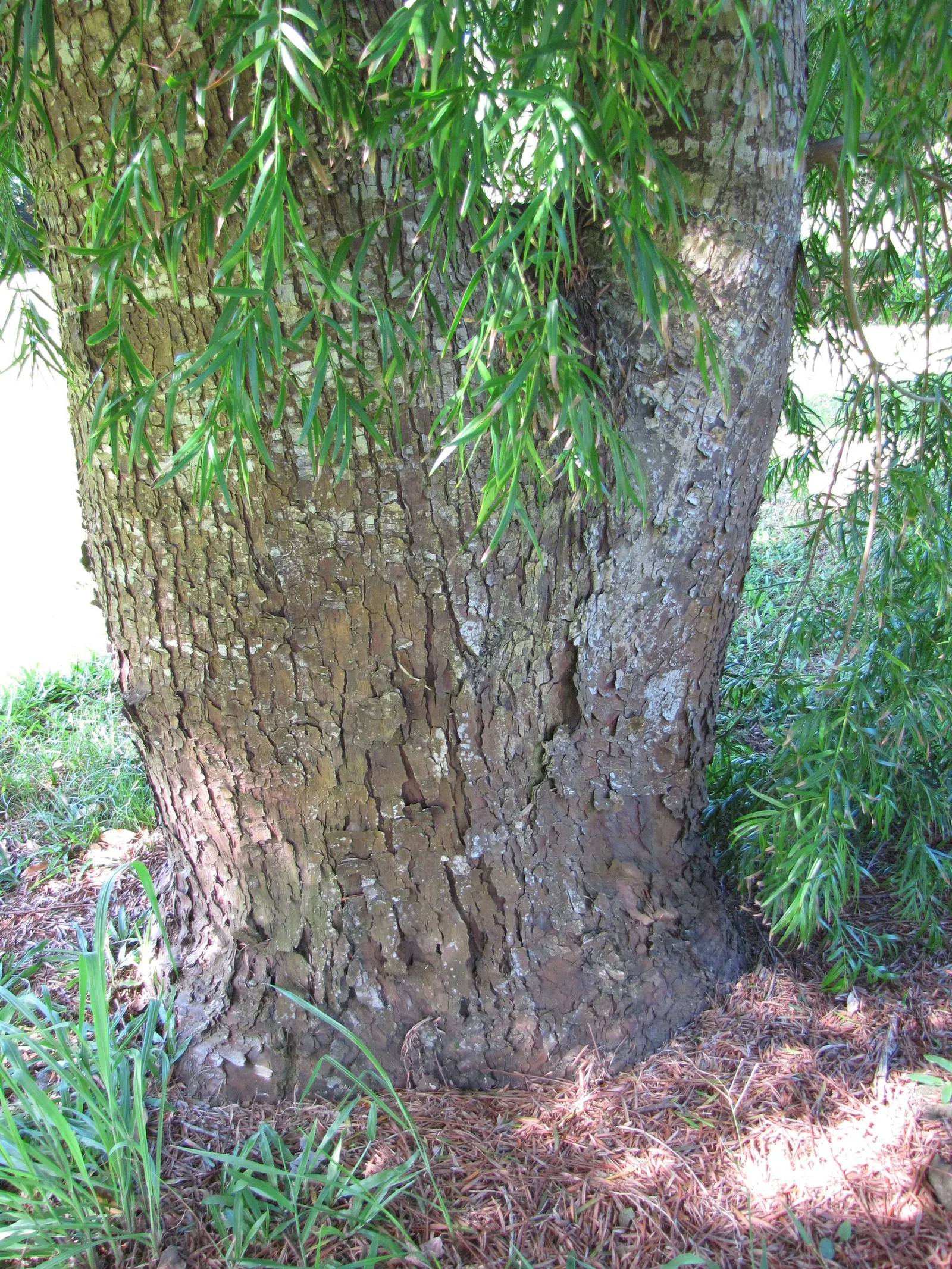 African Fern Pine (Afrocarpus Gracilior) — this tree is a resilient and attractive choice
