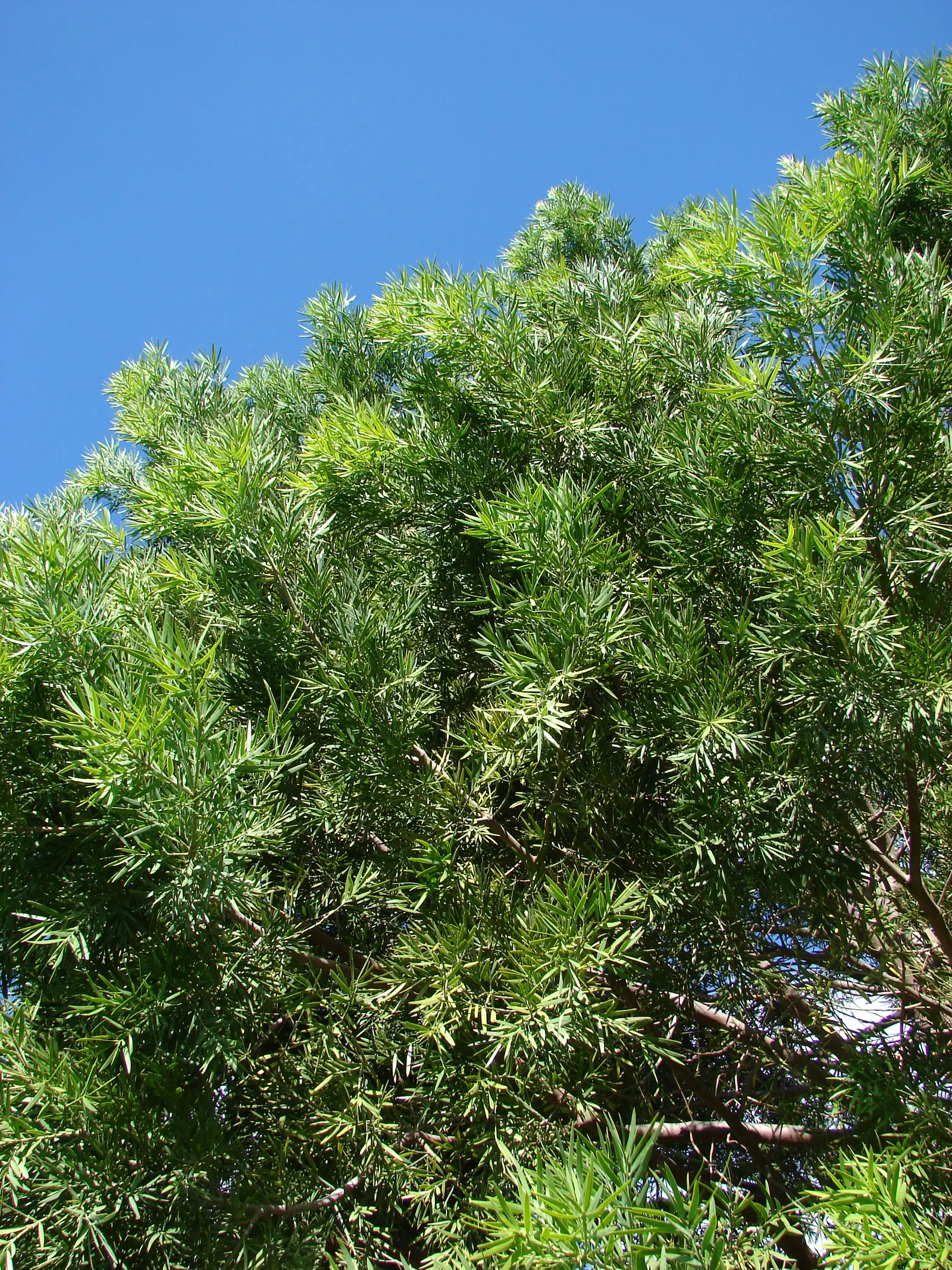 African Fern Pine (Afrocarpus Gracilior) — it is relatively low-maintenance; thriving in USDA zones 9-11, it tolerates various soils and is, image 58