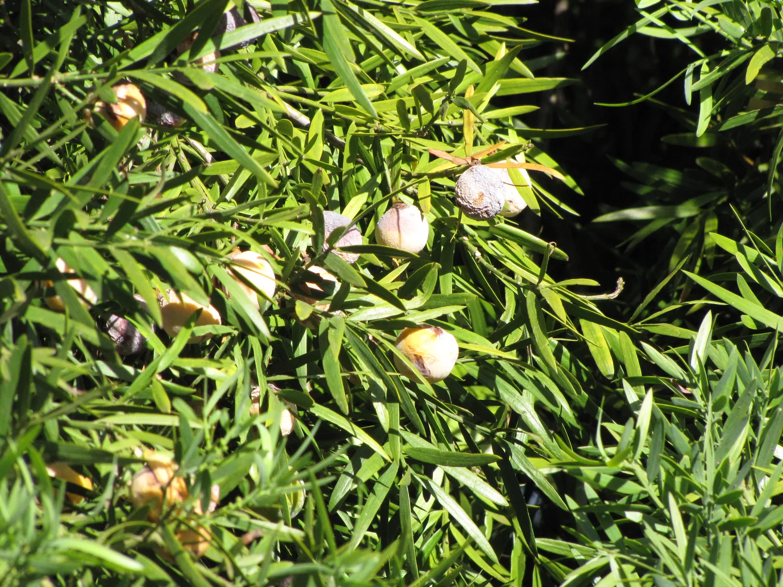 African Fern Pine (Afrocarpus Gracilior) — is a distinguished evergreen conifer well-suited for elegant landscape designs