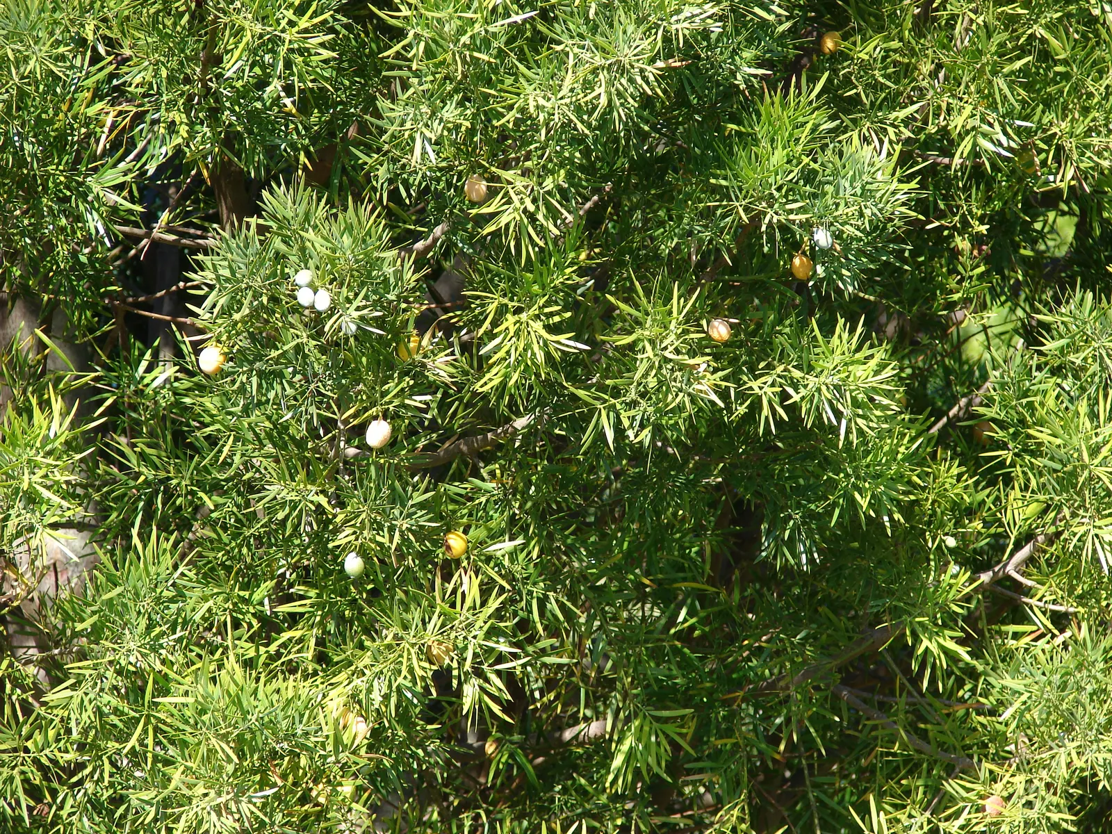 African Fern Pine (Afrocarpus Gracilior) — It can reach heights up to 50-65 feet with a slender, pyramidal form